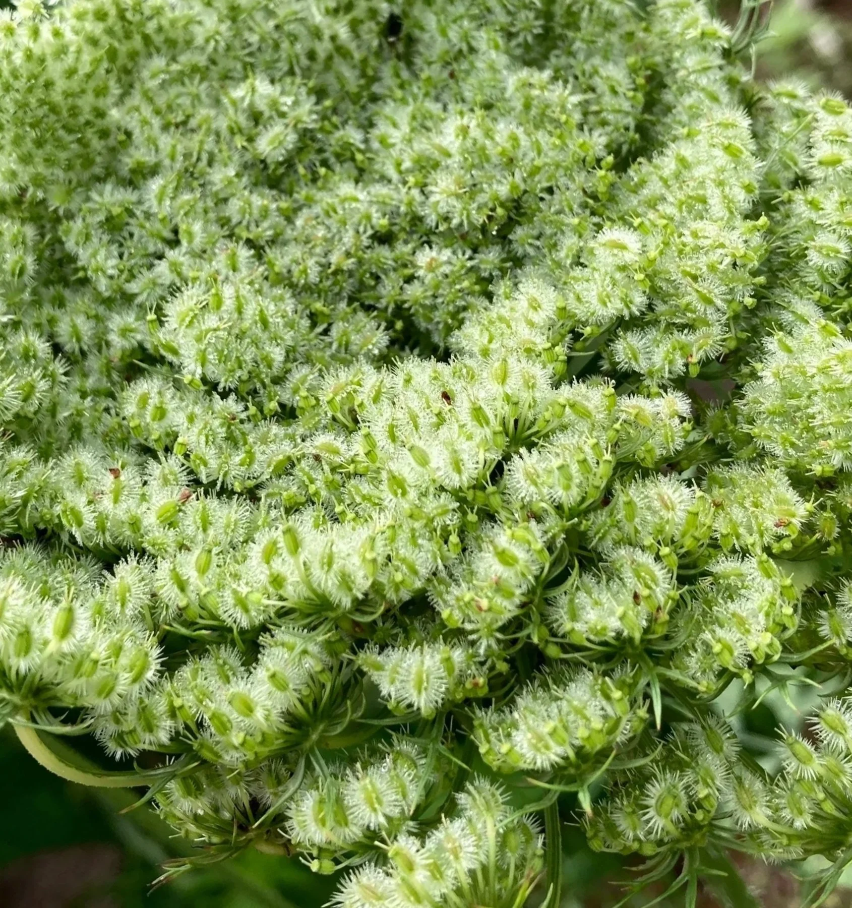 Holistic coaching supports you as you prepare to bloom.
