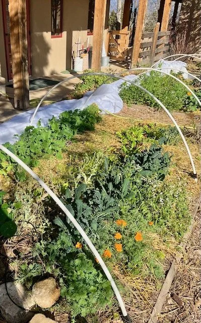 Deep Fall: snow, frost and— veggies?! Yes, read how below.