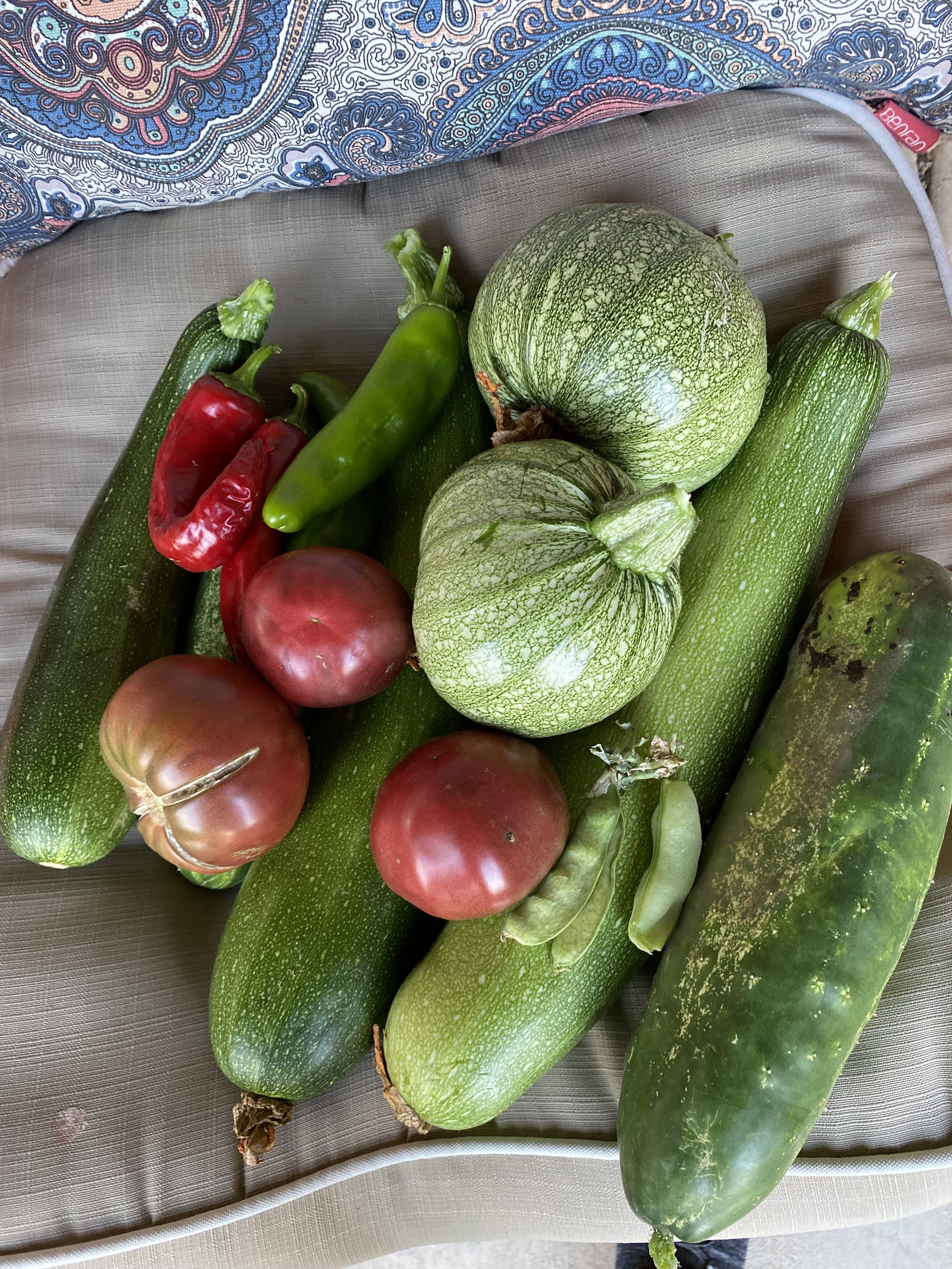 Assorted fresh vegetables including zucchinis, tomatoes, bell peppers, round squash, and a cucumber on a cushion.