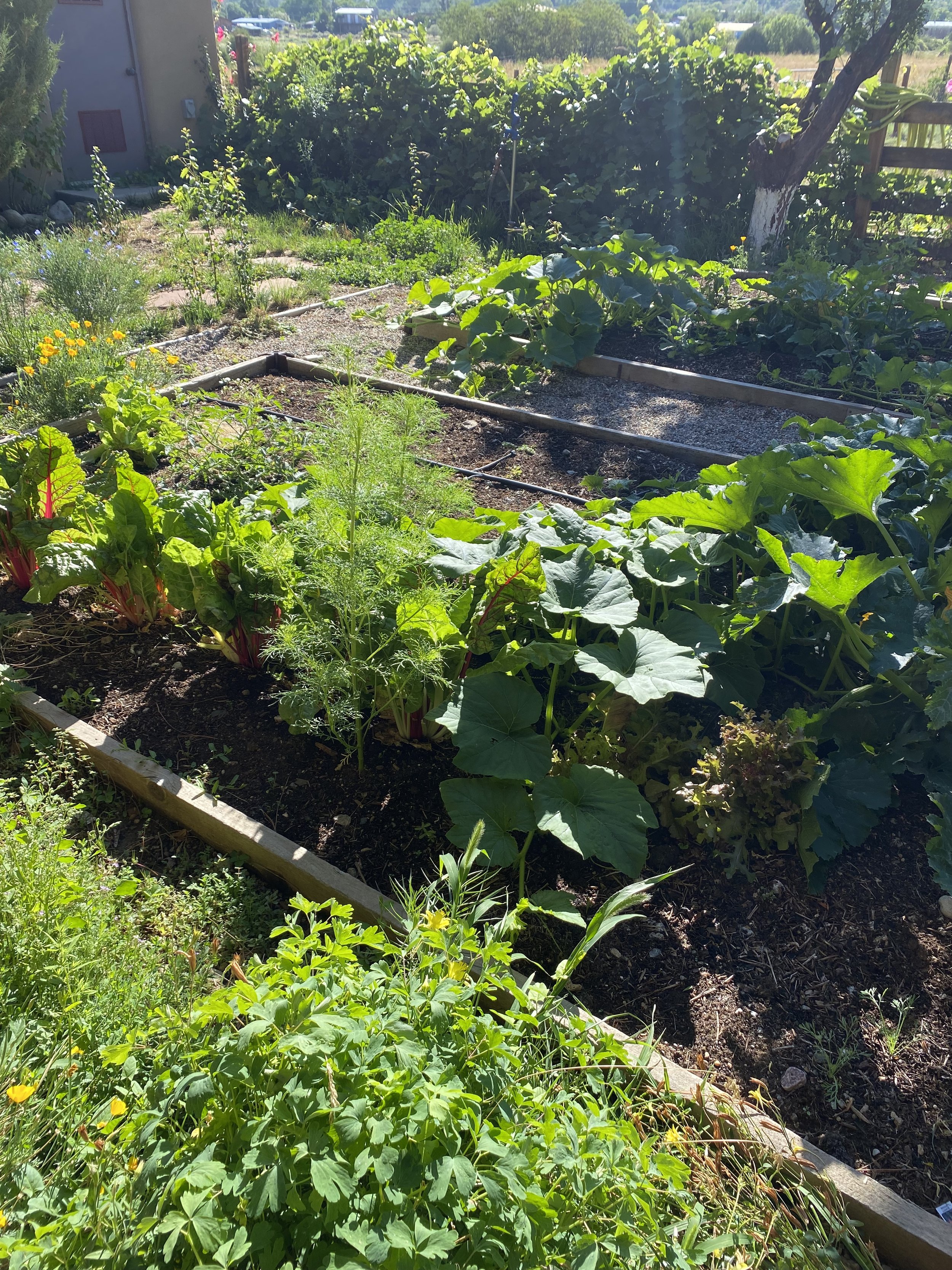 Vegetable garden with various plants including squash, greens, and herbs, bordered by wooden planks, under sunlight.