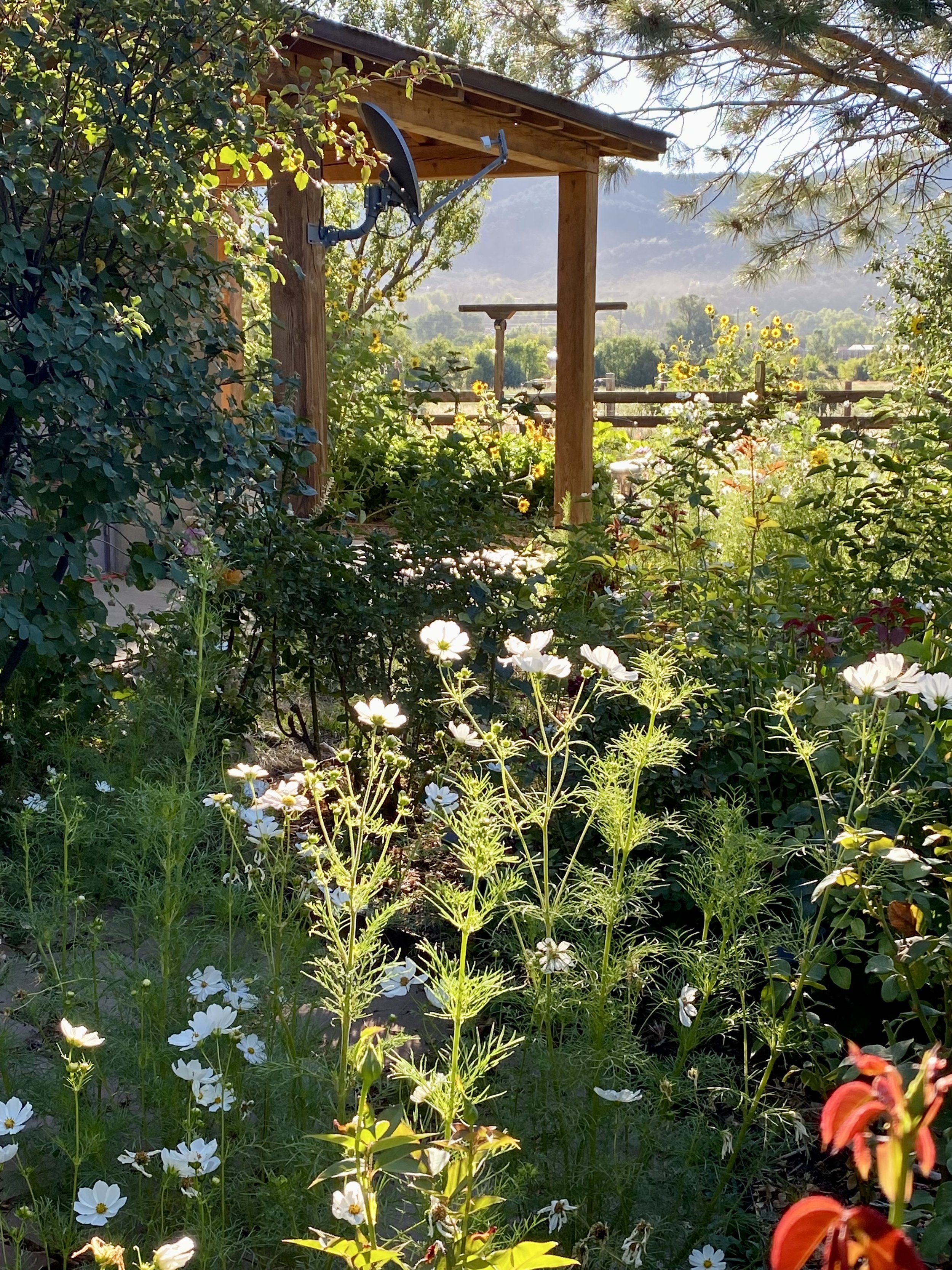 Garden with white flowers in sunlight, a wooden pergola, and Sangre De Cristo Mountains in the background.