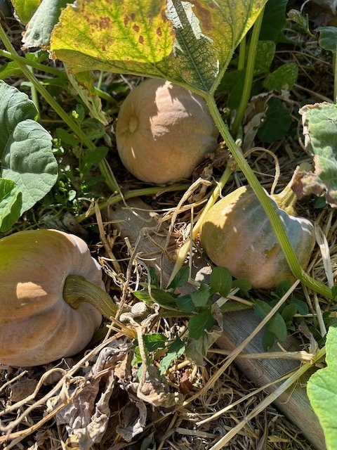 Three pumpkins growing on the vine in a garden with green leaves and dry grass.