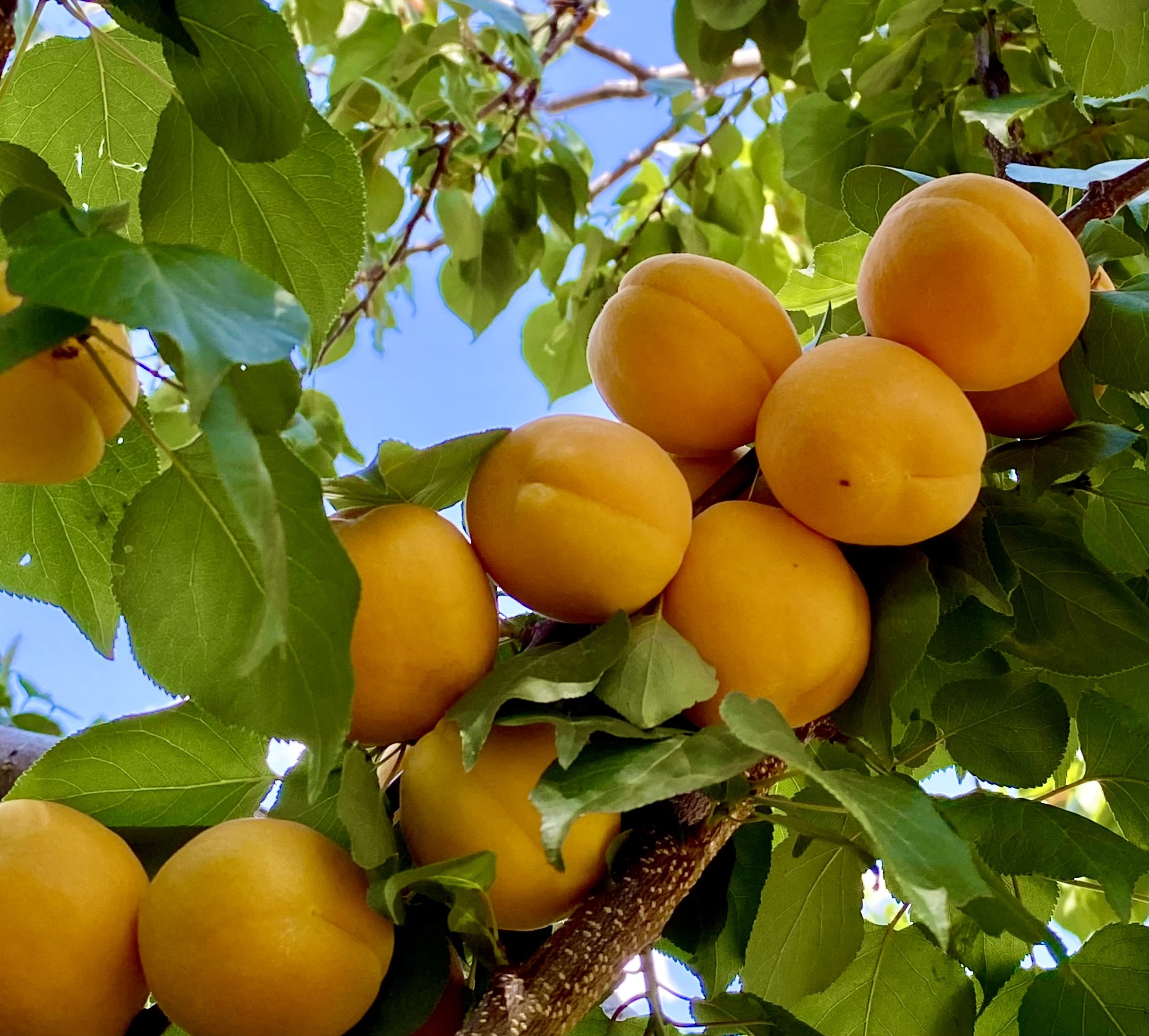Apricots.jpeg