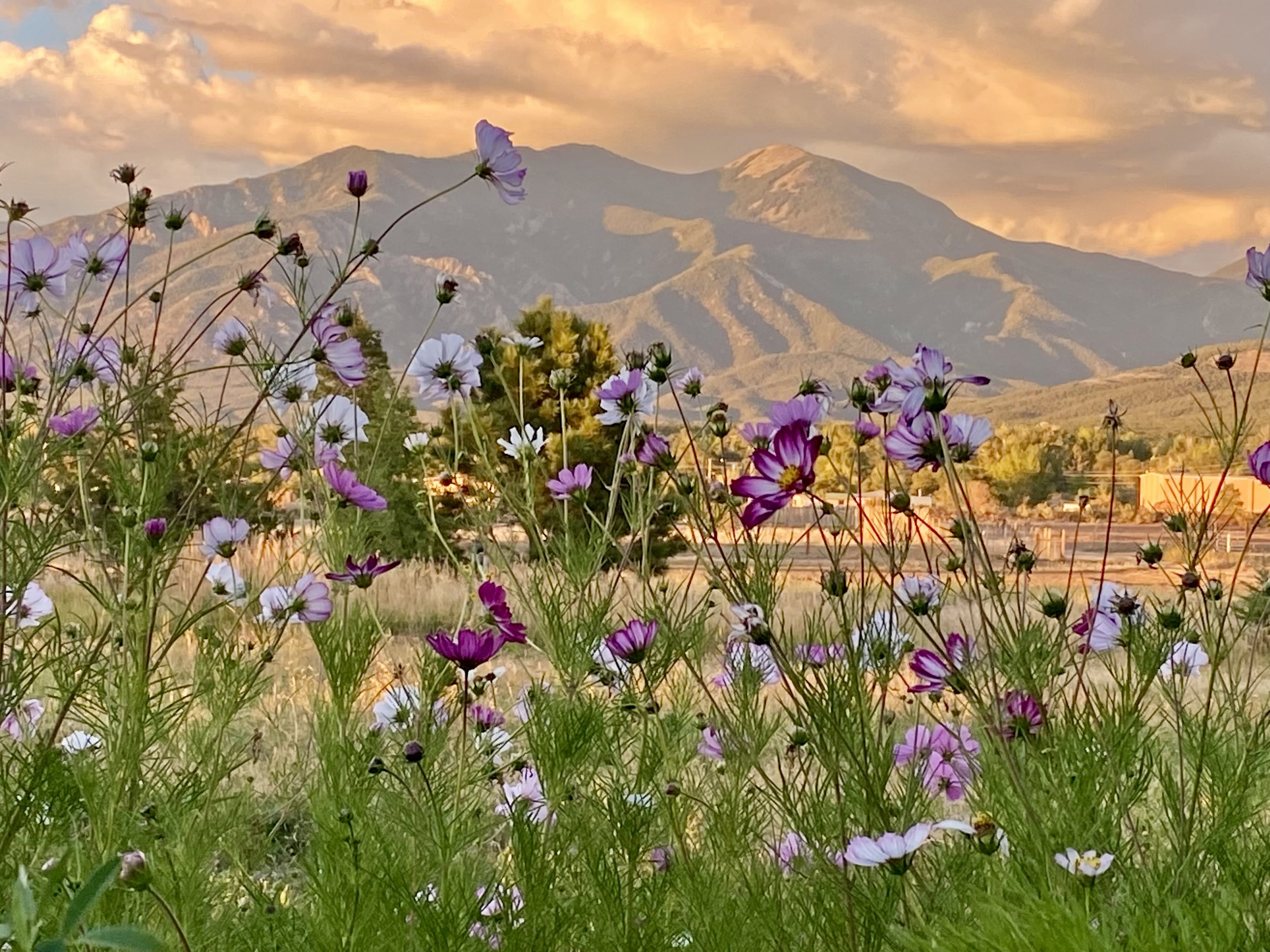 Cosmos Flowers in a foreground with Sangre De Cristos Mountain sunset in the background.