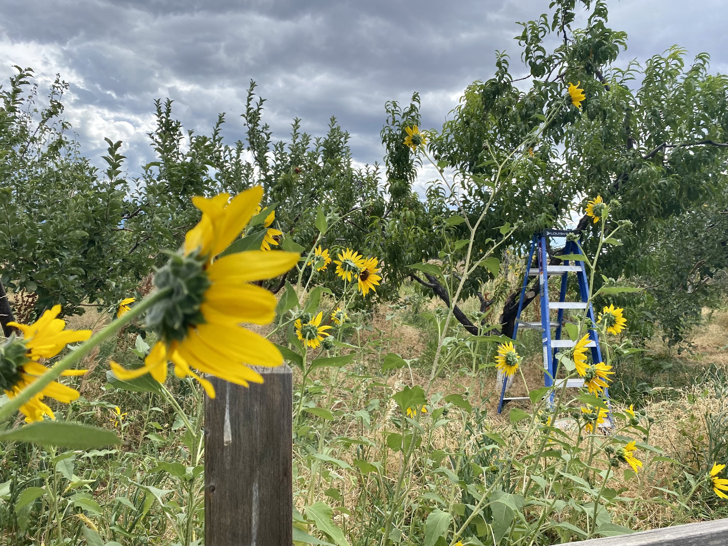 Sunflowers and orchard with ladder
