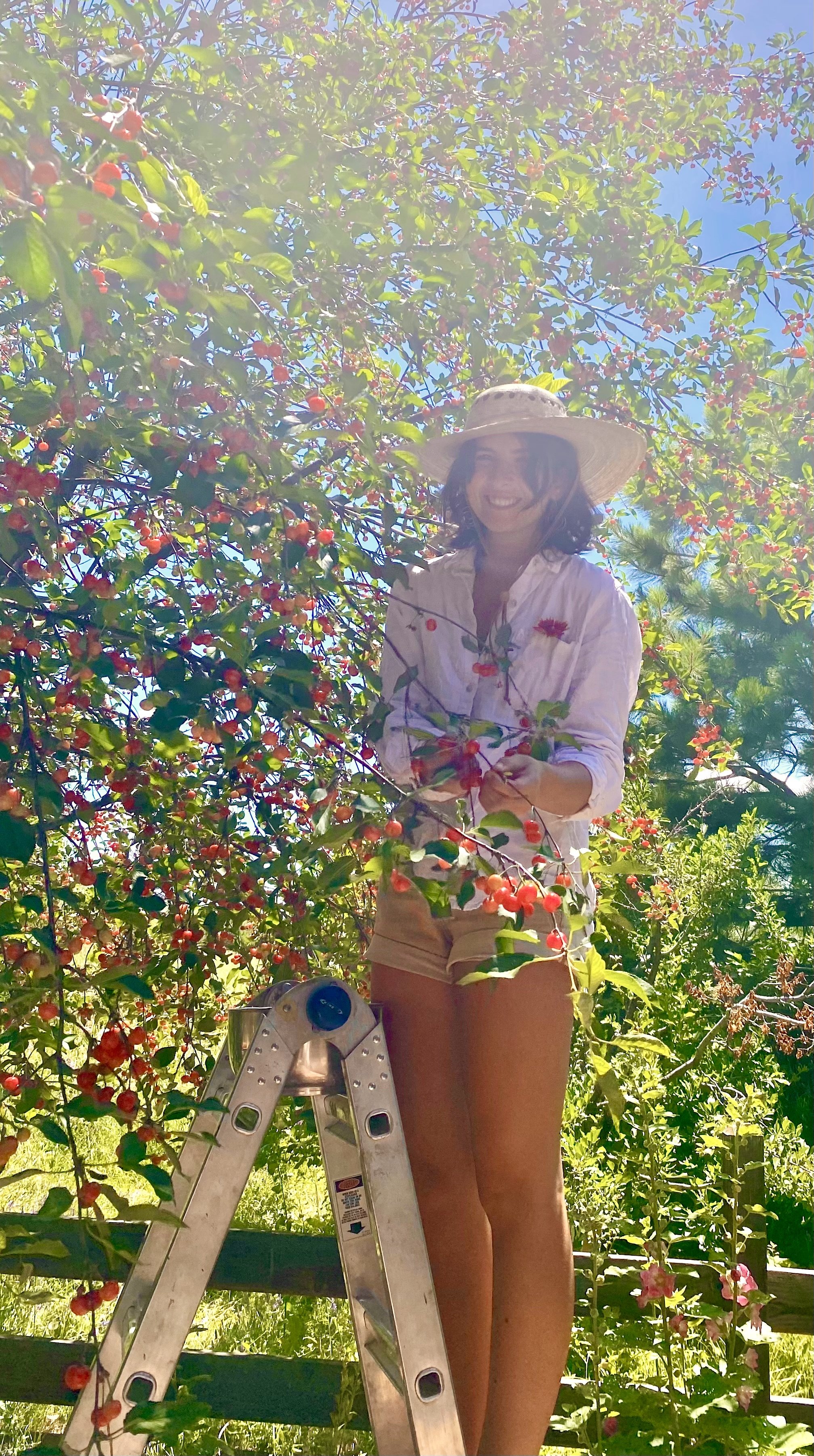 Person picking cherries from a tree while standing on a ladder in a garden.