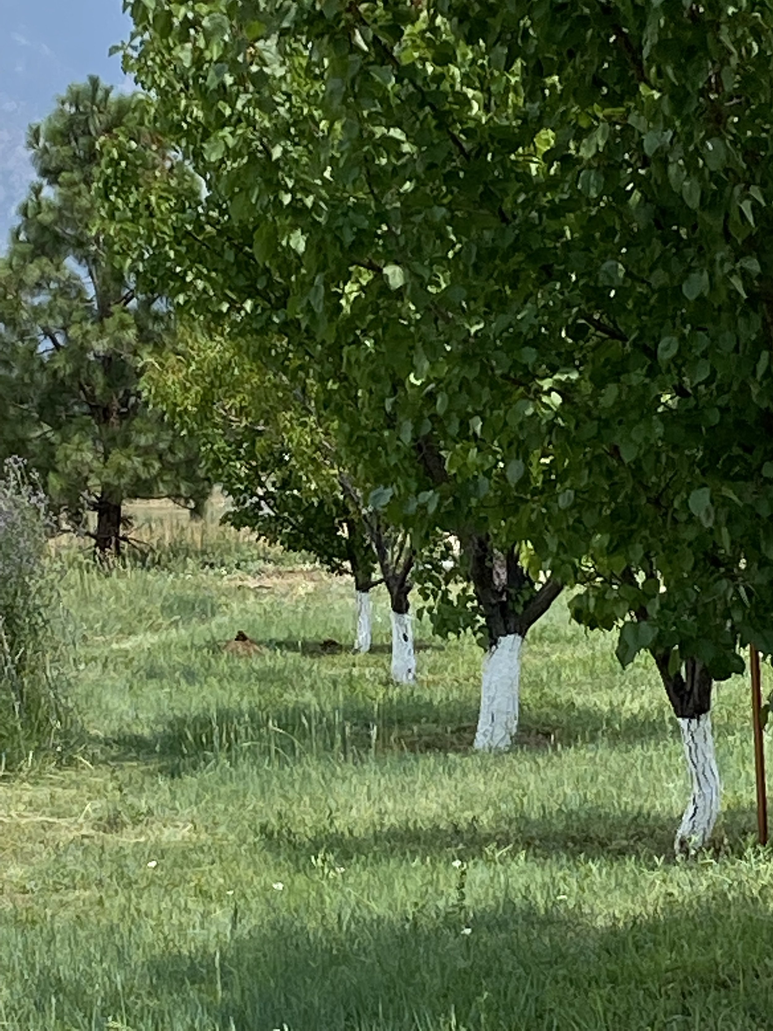 Summer orchard after Acequia spring water.