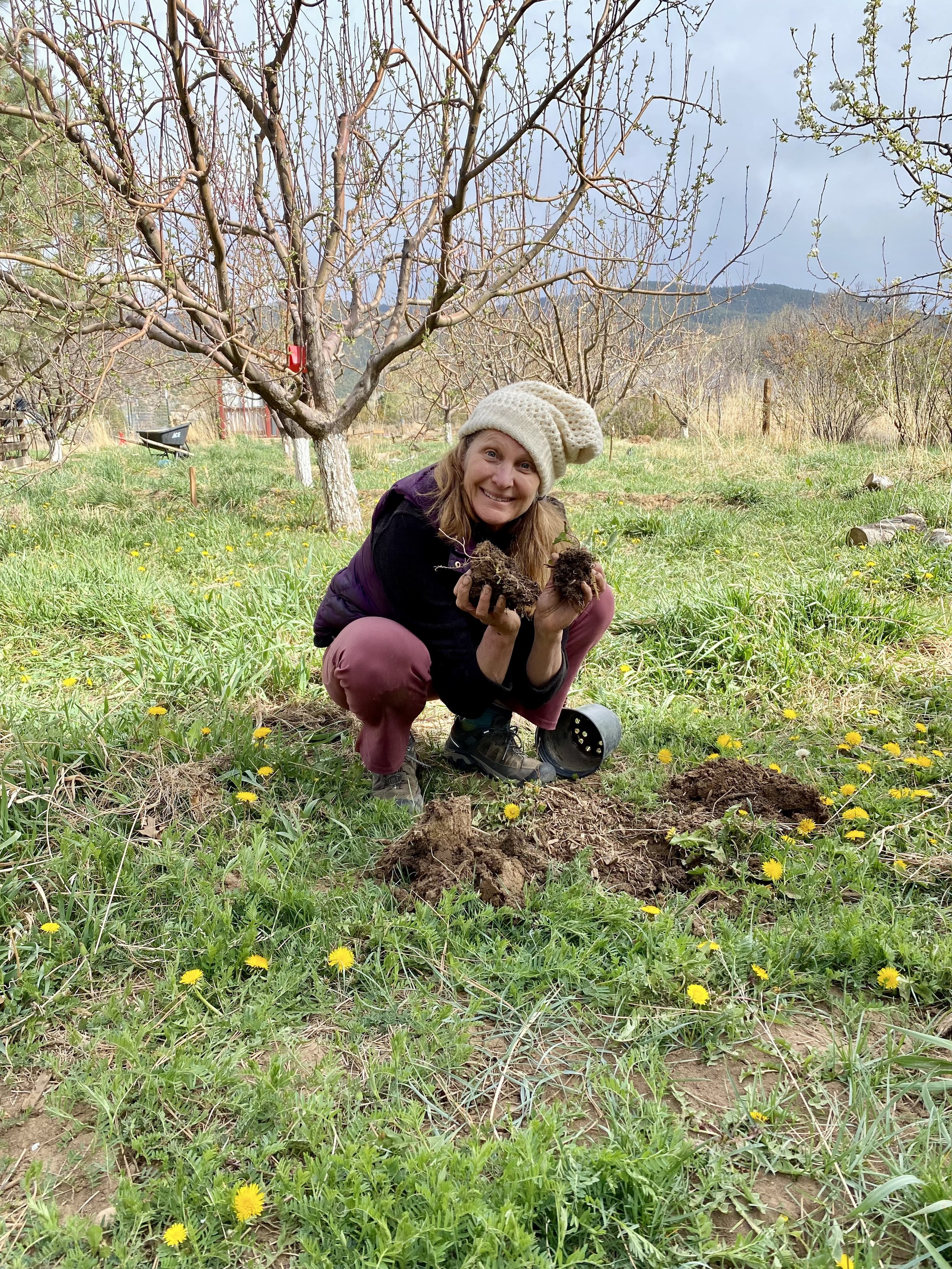 Surrounded by trees and yellow dandelions, inspecting earthworms in orchard.