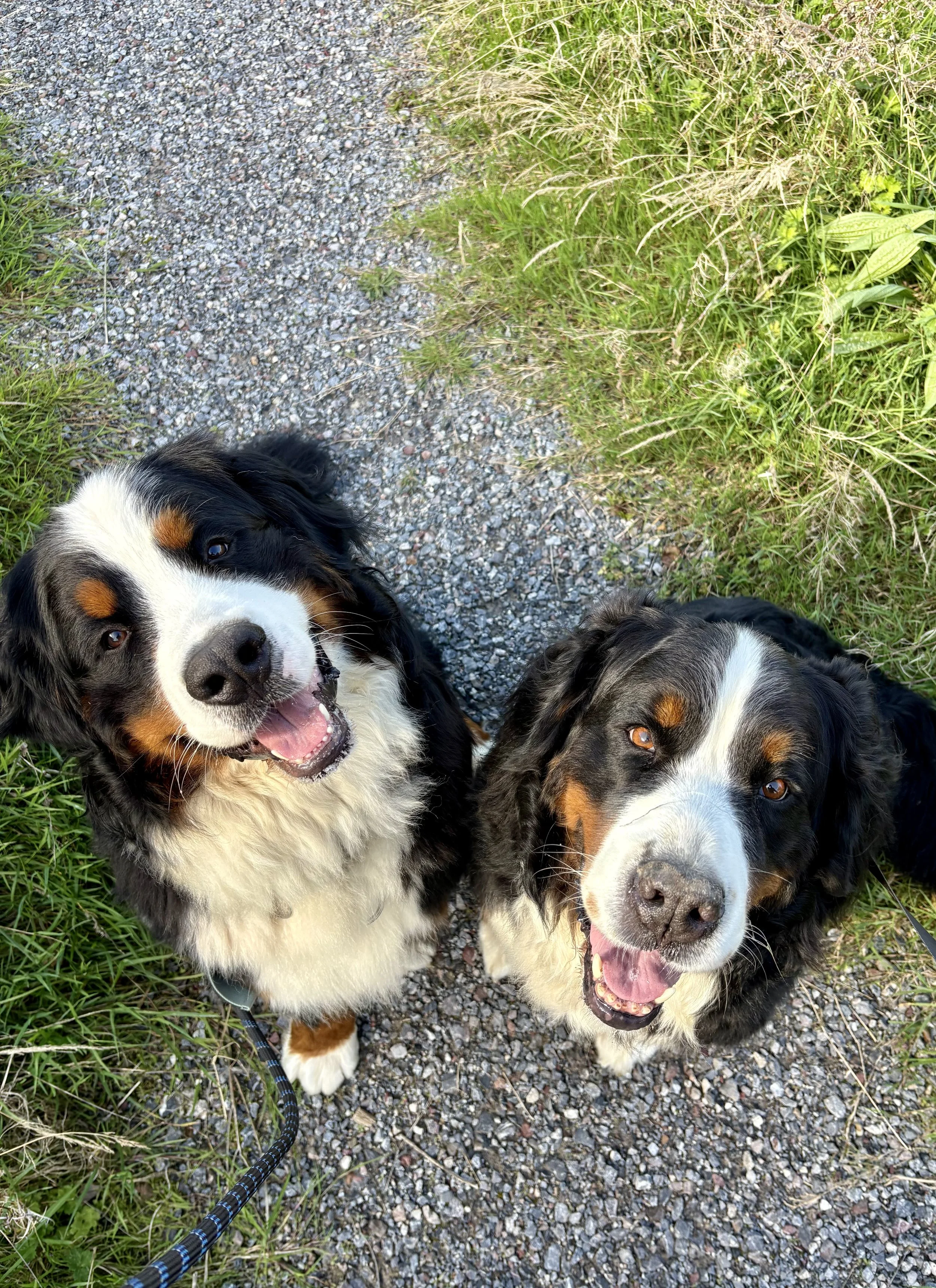 Prices — FREYA'S CANINE CARE