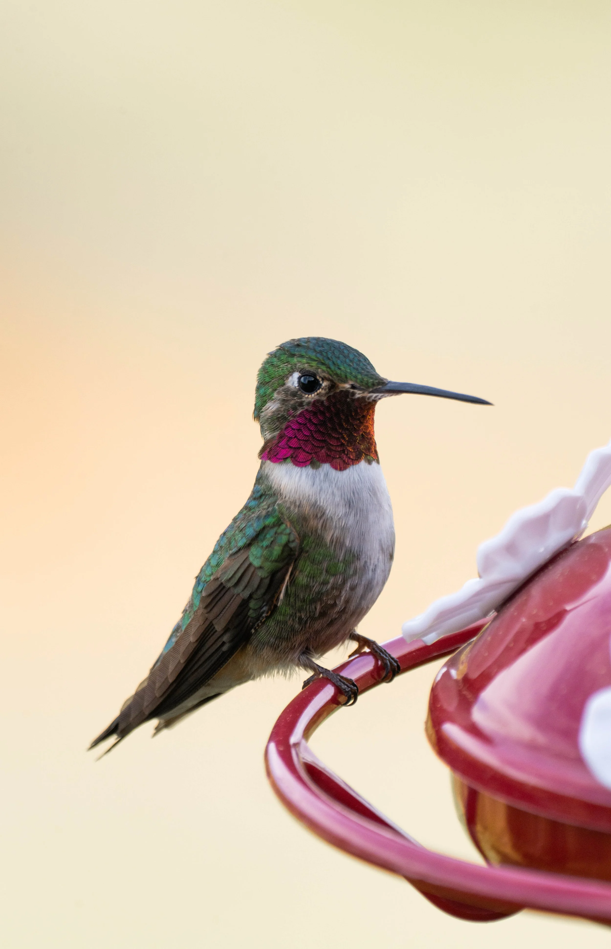 Hummingbird at Feeder