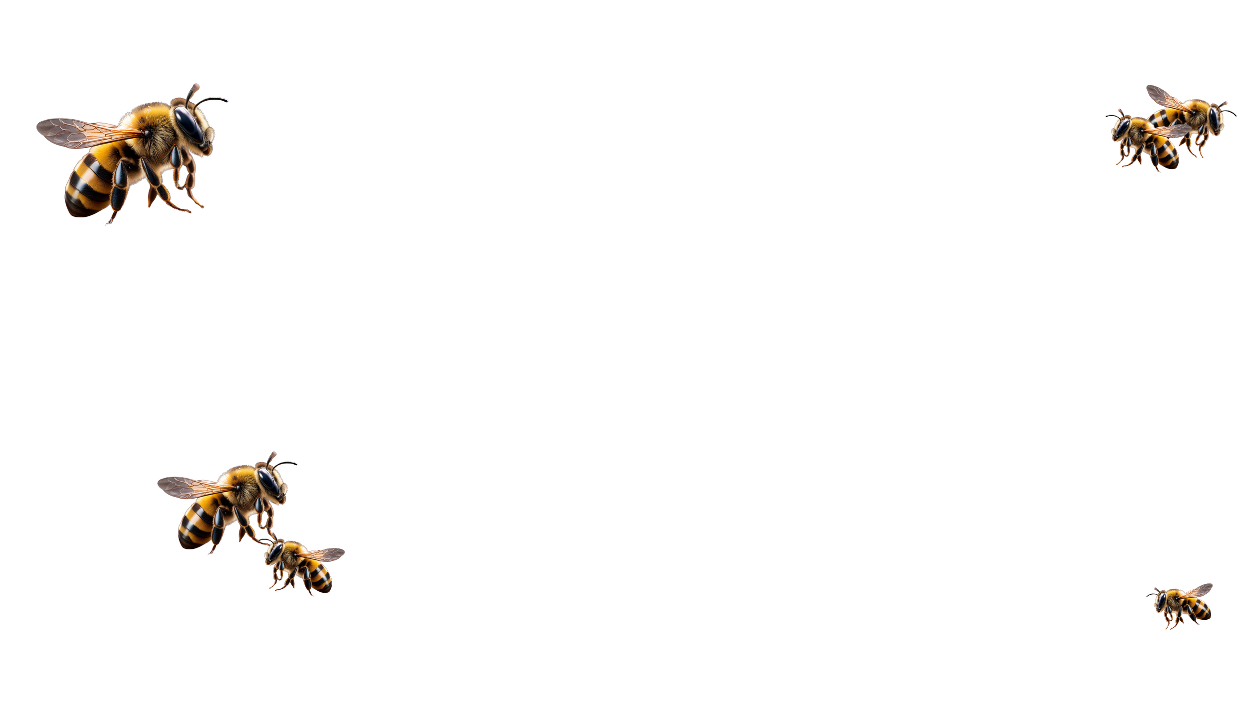 Multiple honeybees flying against a transparent background.