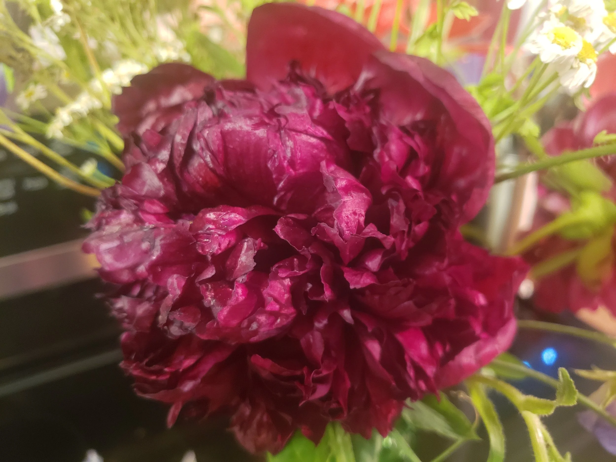Dark burgundy peony symbolizing growth, lifelong learning, and ongoing professional development.