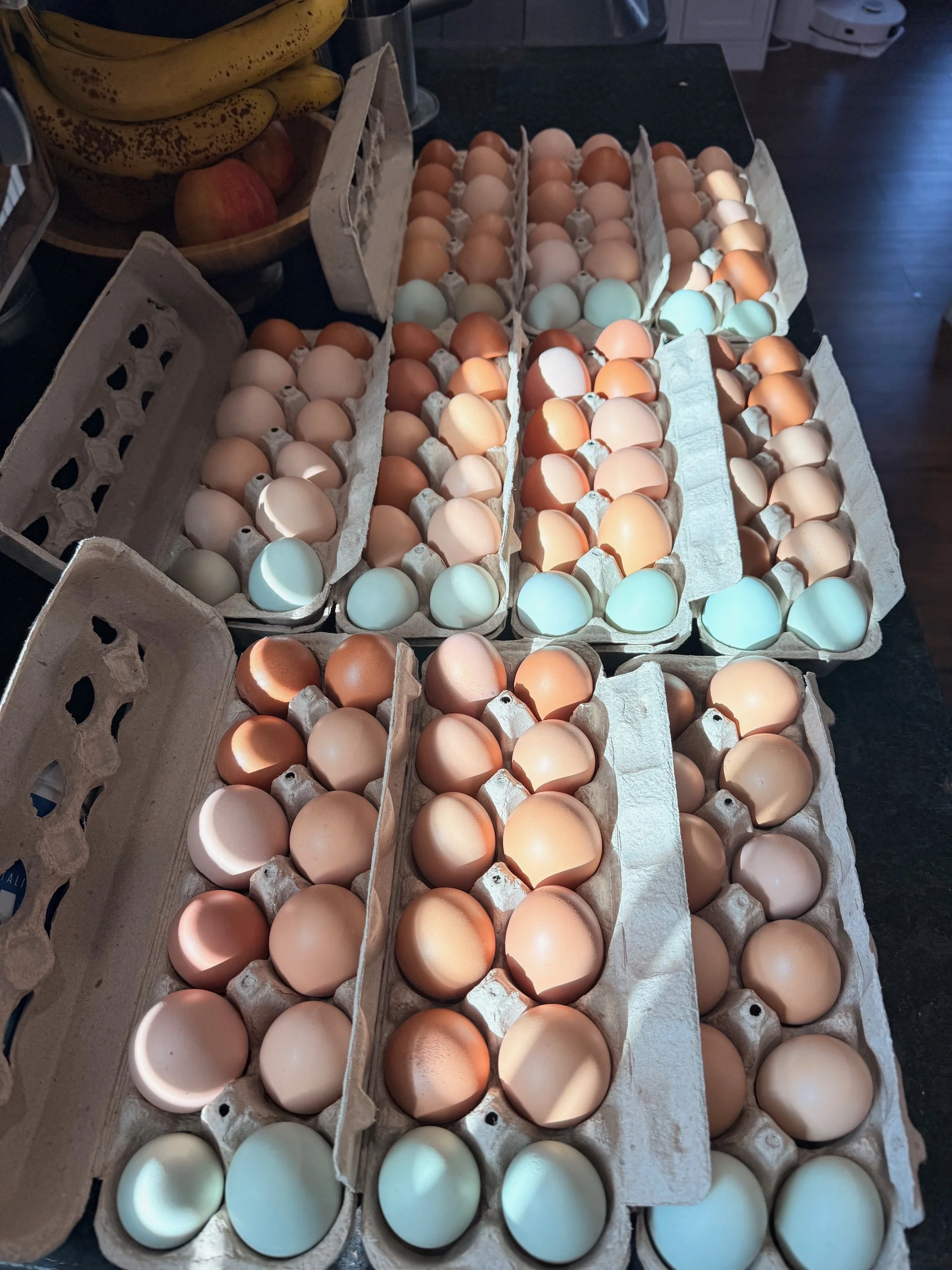 Our girls lay year-round, and offer the most beautiful colored eggs, ranging from light blue, sage green, and varieties of creams and browns. We also just recently had a speckled egg come to the bunch!