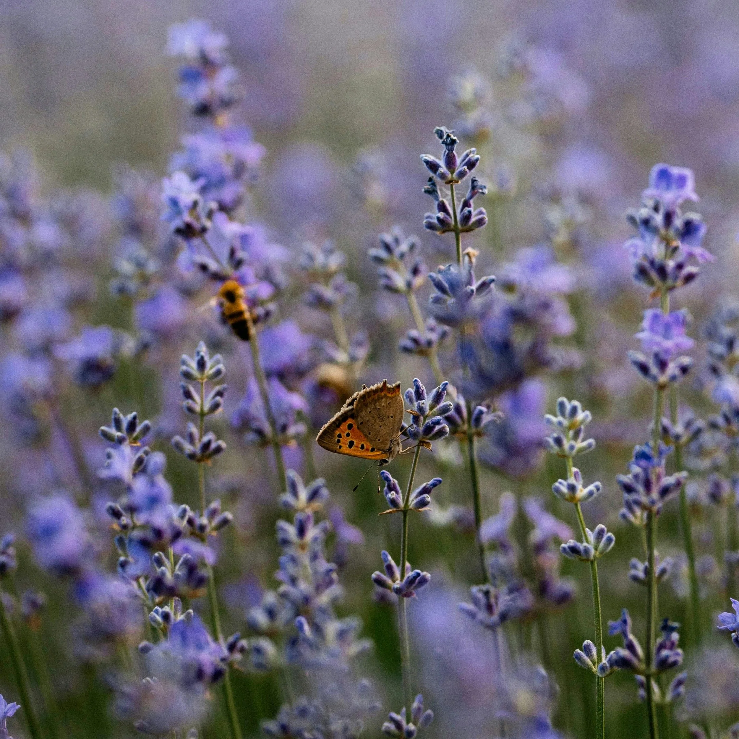 A close-up of lavender flowers with a butterfly and bees on the flowers in a field.