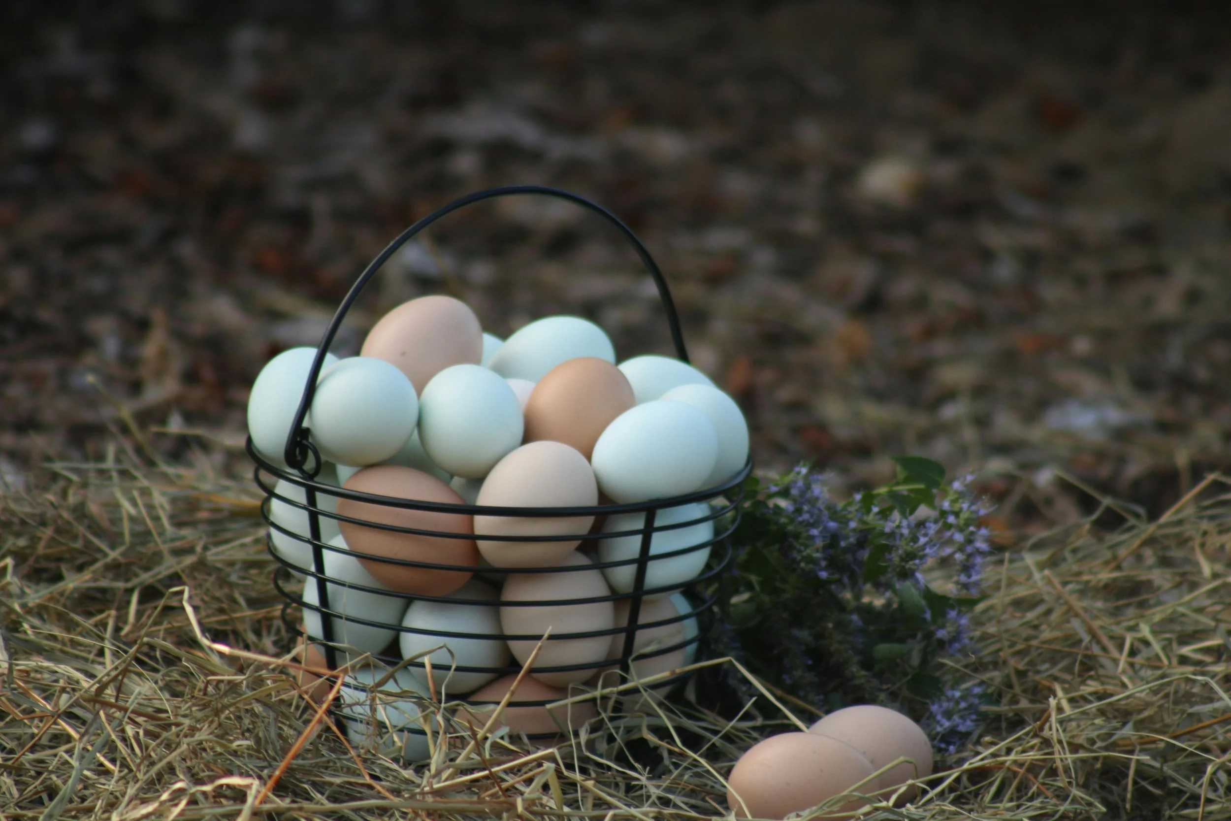 A black wire basket filled with pastel-colored eggs resting on hay and dried grass, with a small purple flower next to it, outdoors on a natural ground surface.