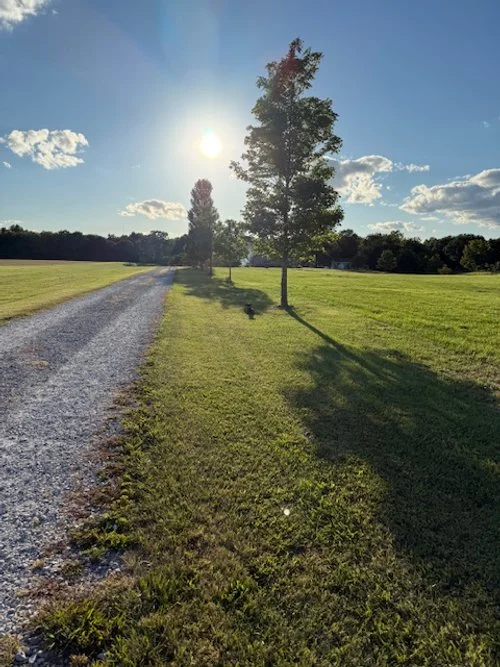 A gravel path running through a grassy field with two trees casting long shadows. The sun is shining brightly in a clear blue sky with a few clouds.