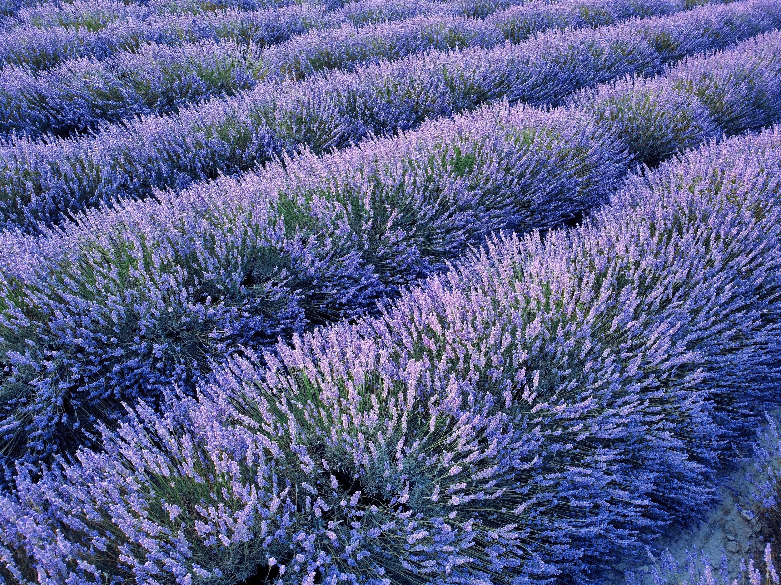 Rows of blooming lavender plants in a field.