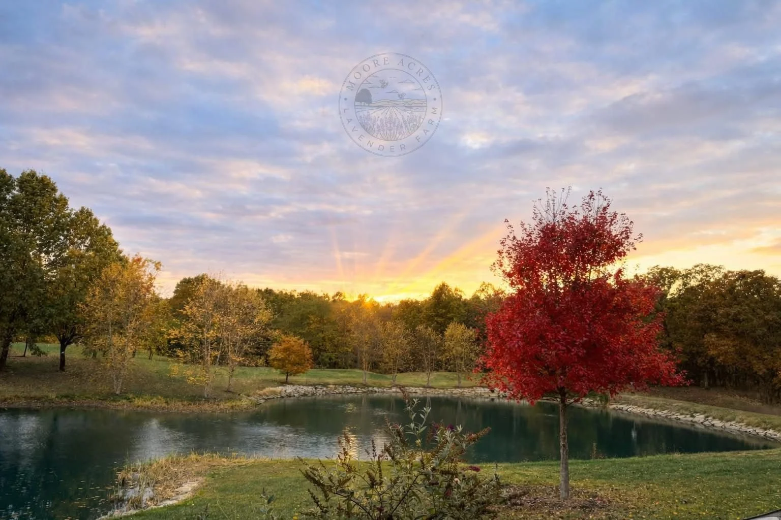 A view of the pond at Moore Acres from our kitchen.