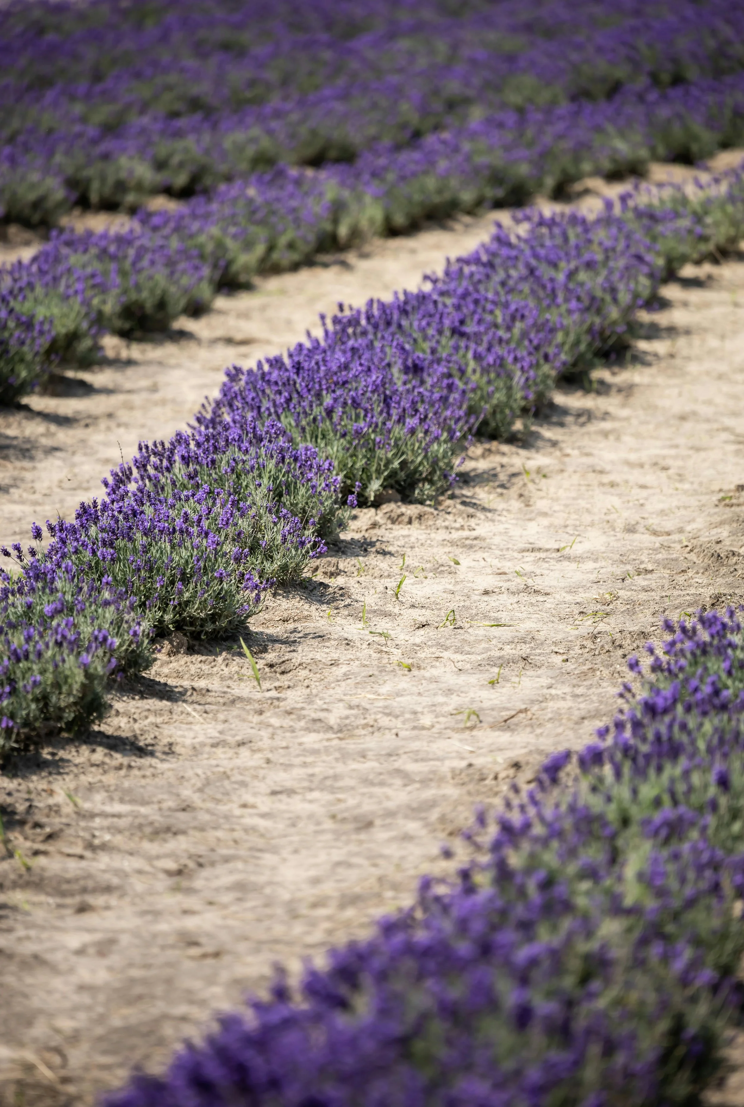 Rows of blooming lavender plants in a field, with a dirt pathway in between.