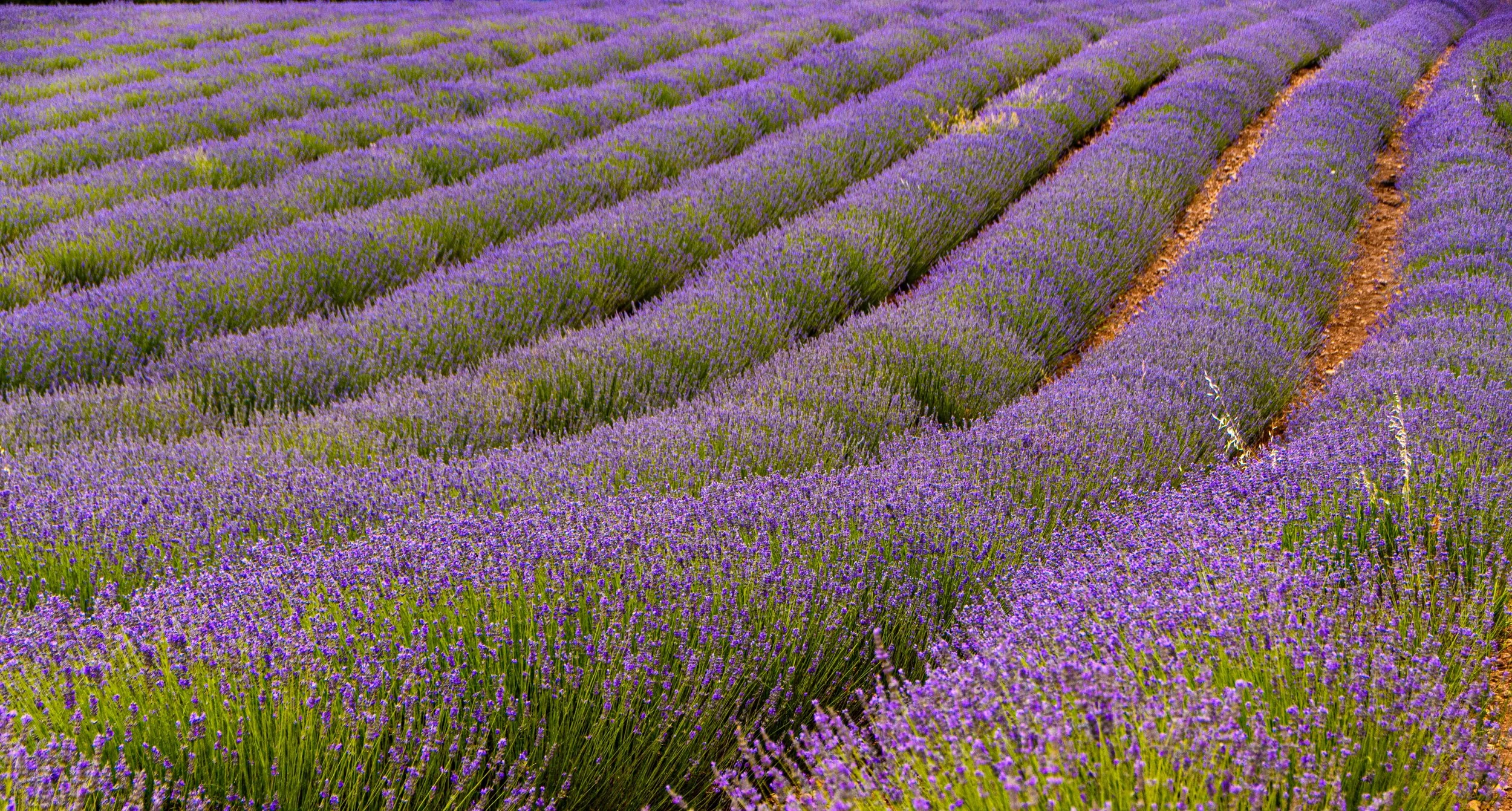 A vast field of blooming lavender arranged in neat rows with purple flowers and green foliage.