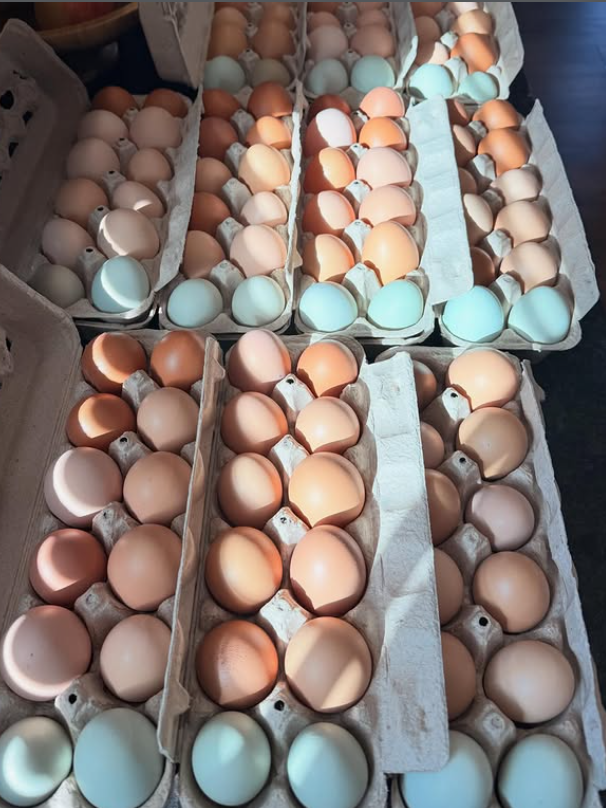 A row of pastel-colored eggs in cartons, ranging from light peach to blue and green.