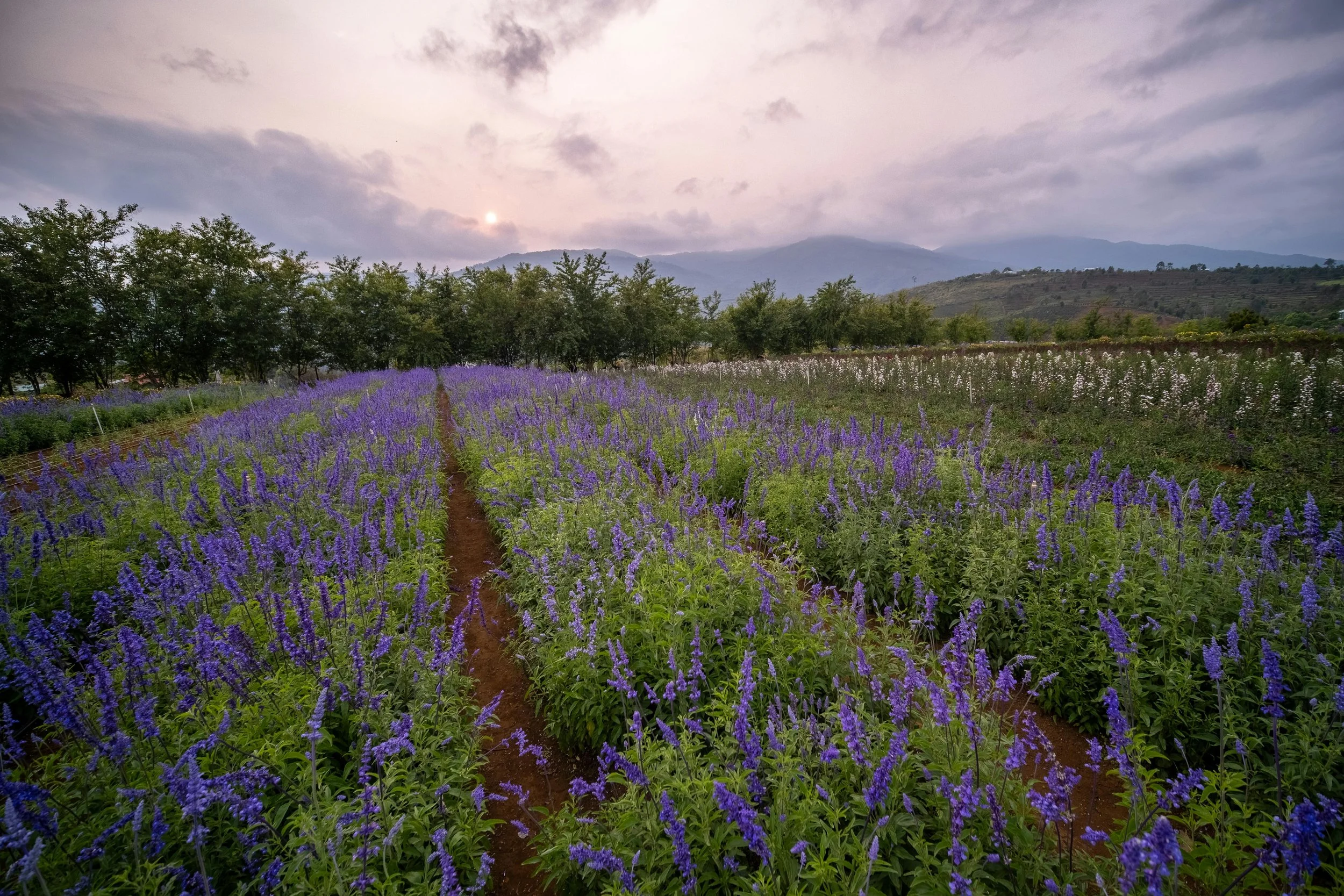 A vast lavender field at sunset, with purple flowers on either side of a dirt path, surrounded by green trees and distant mountains under a cloudy sky.