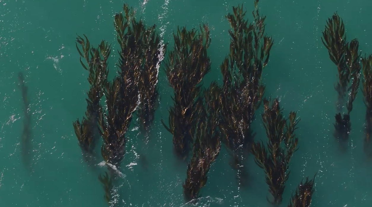 Reprodução:  https://www.kelp.blue/global  