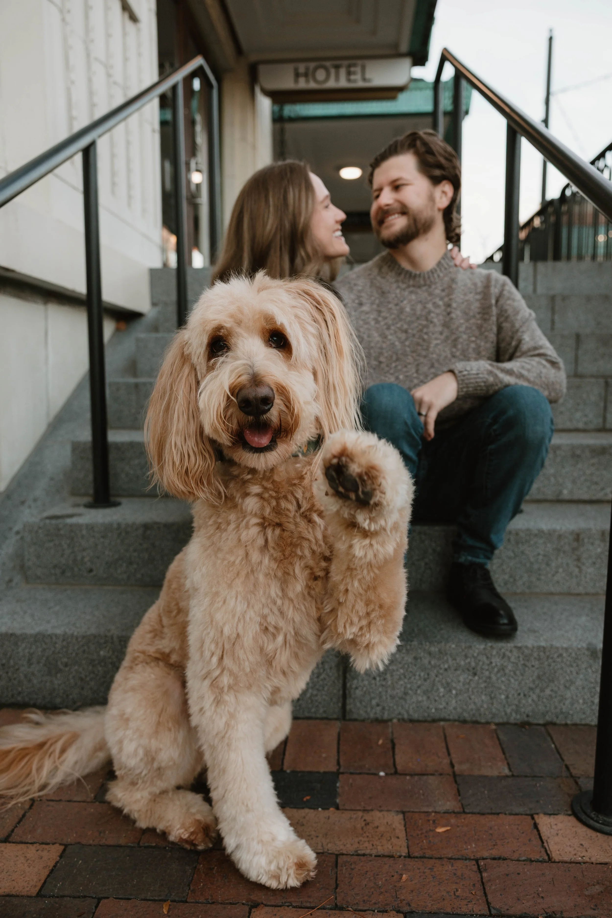 A happy, curly-haired dog with a beige coat sitting on brick steps, with a young couple sitting behind it smiling at each other near a hotel entrance.