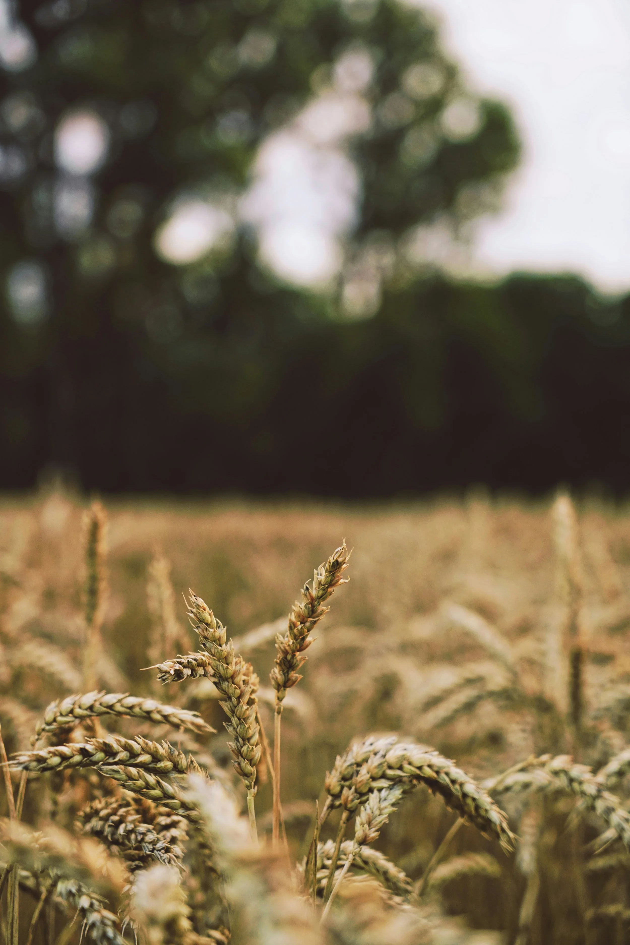 Close-up of wheat stalks in a field with a blurred background of trees and sky.