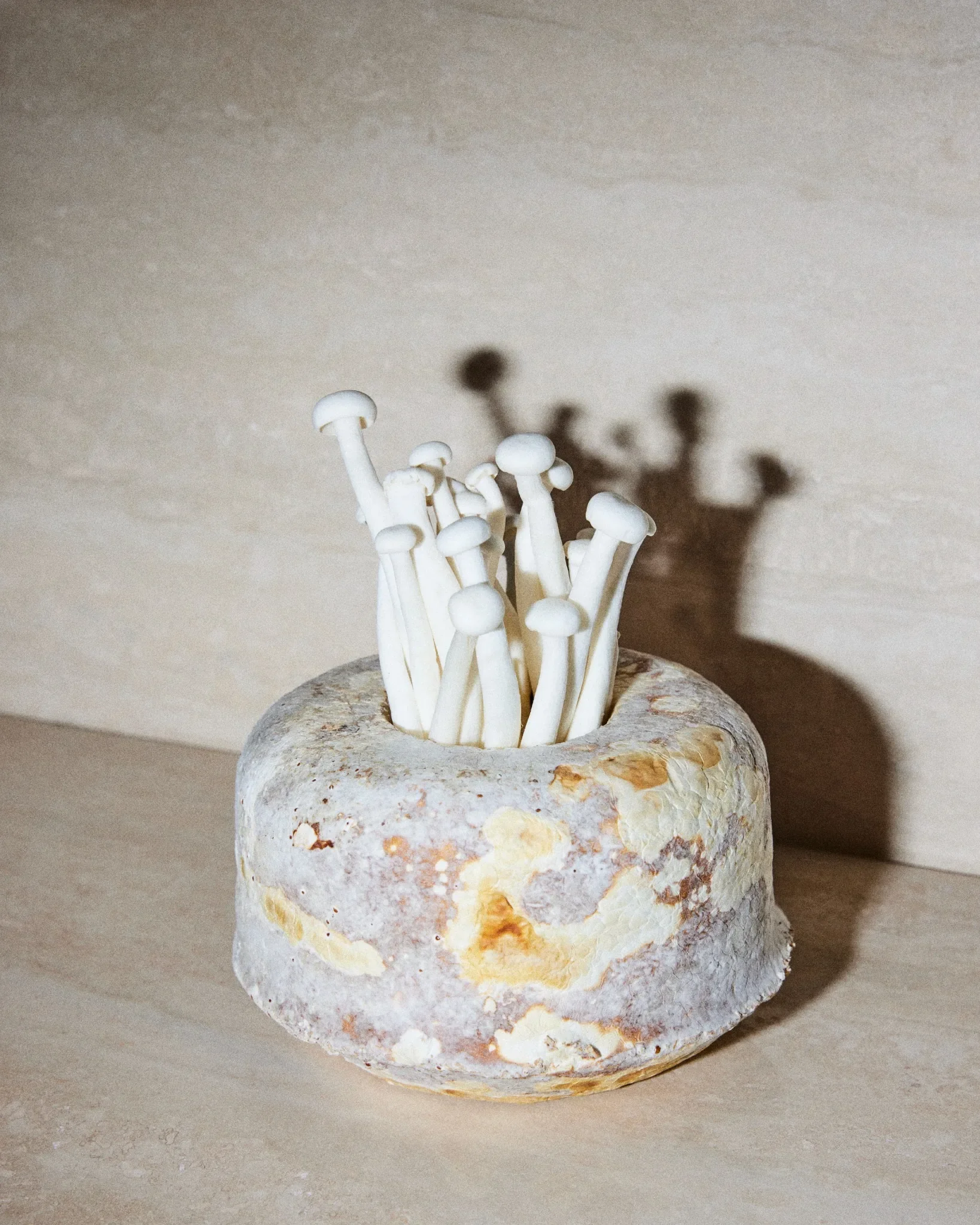 Vase organique en mycélium avec champignons blancs – design durable Esser Studio.