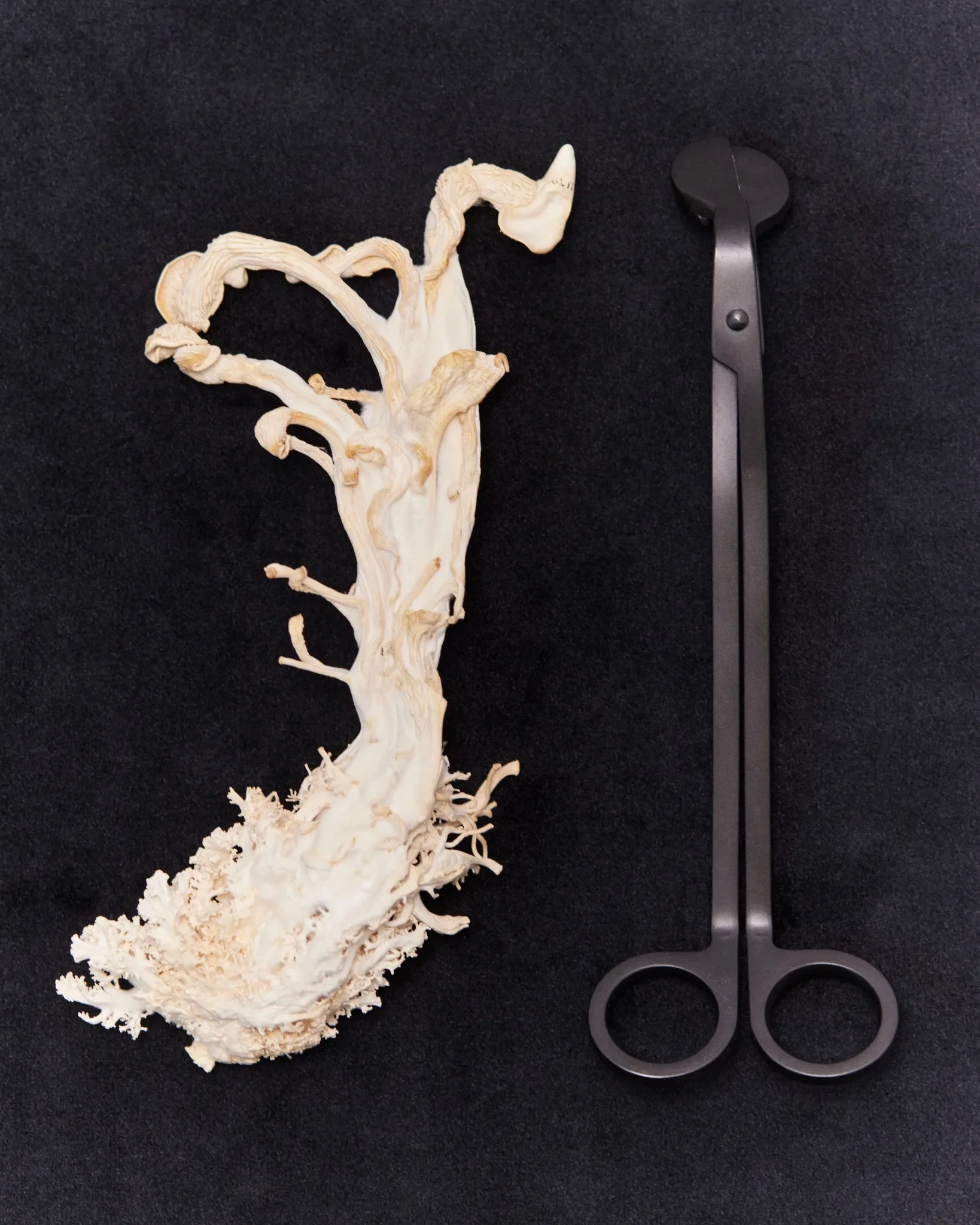 Fragment de mycélium séché avec outil métallique – étude matérielle Esser Studio.