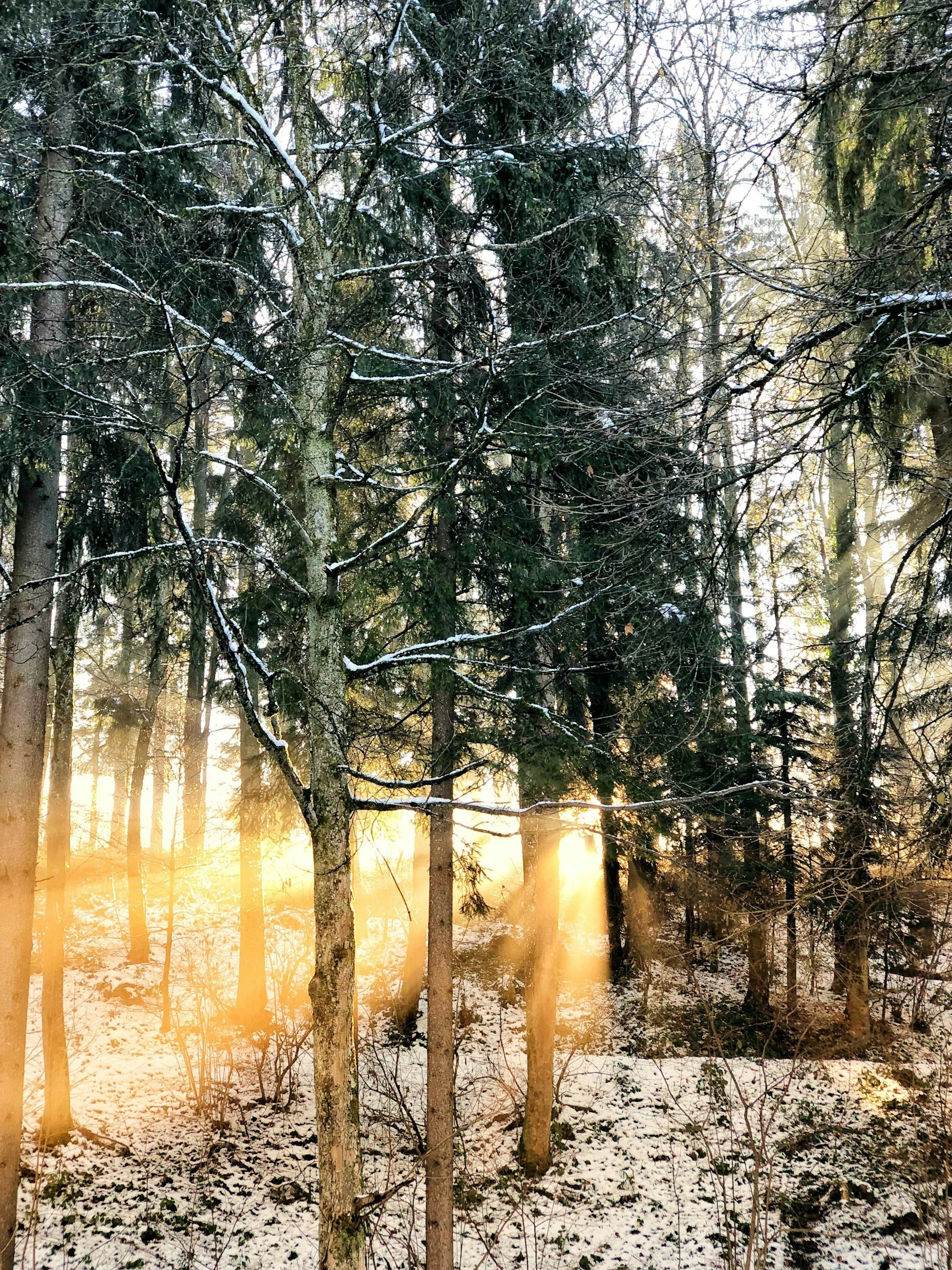 The Quiet Power of Winter Forest Bathing