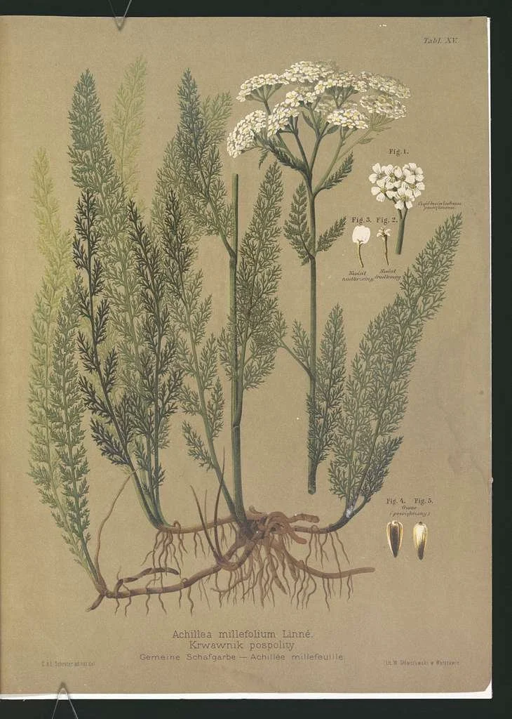 Herb of the month July: yarrow