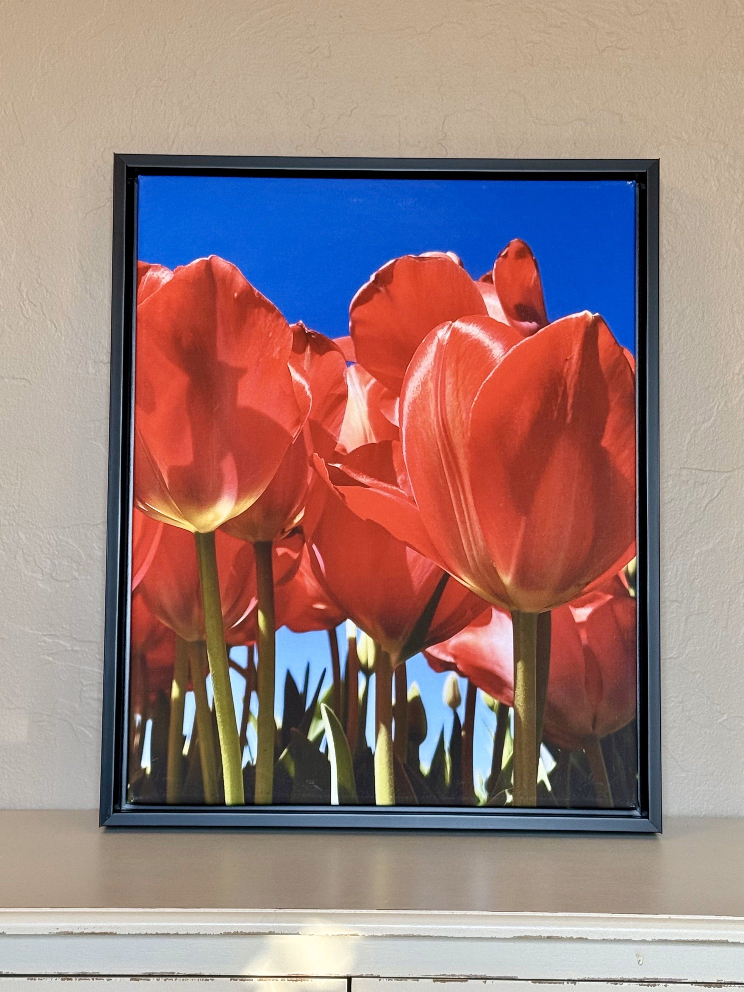 Scissortail Tulips 1.jpg