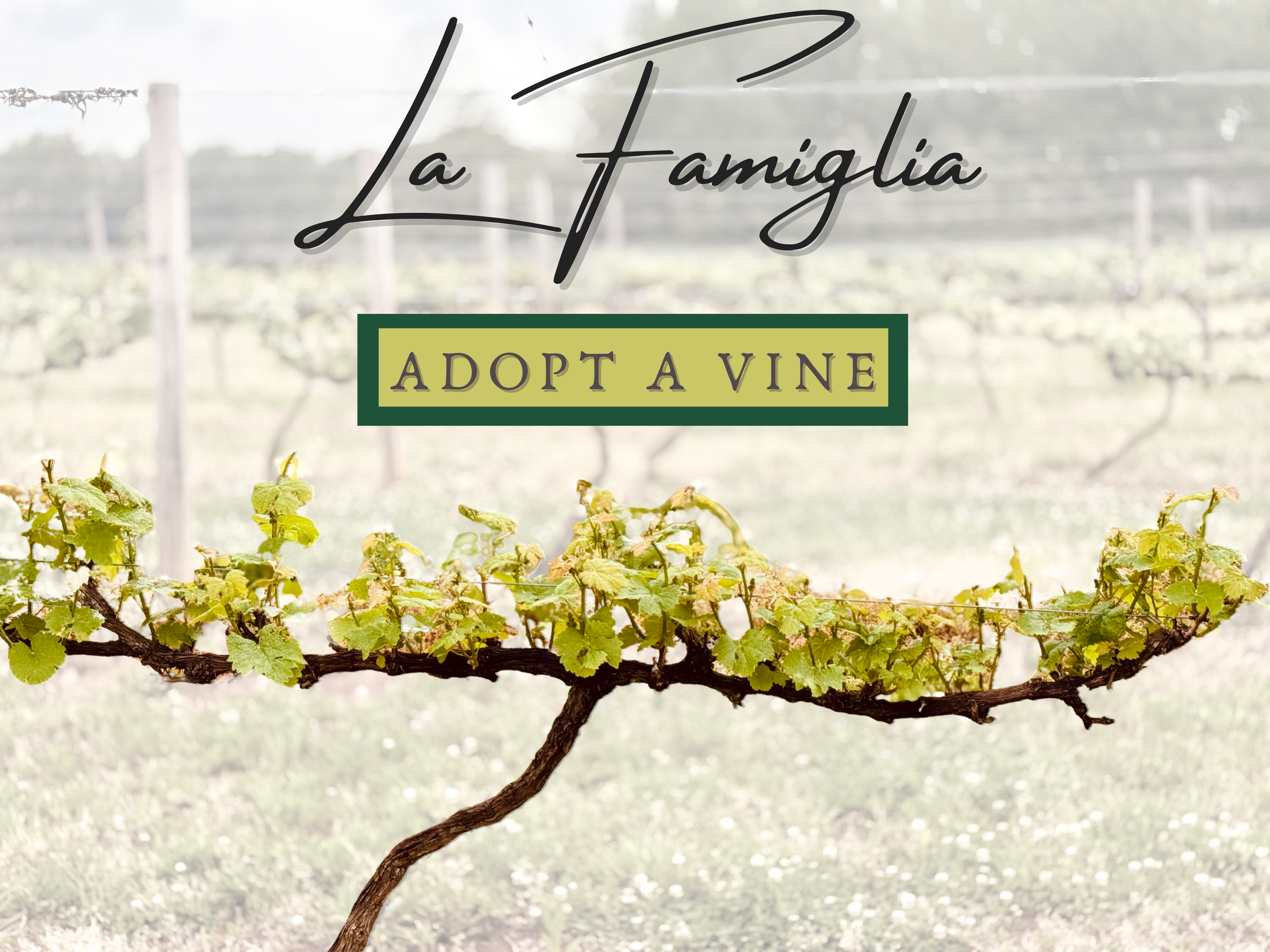 Adopt-A-Vine
