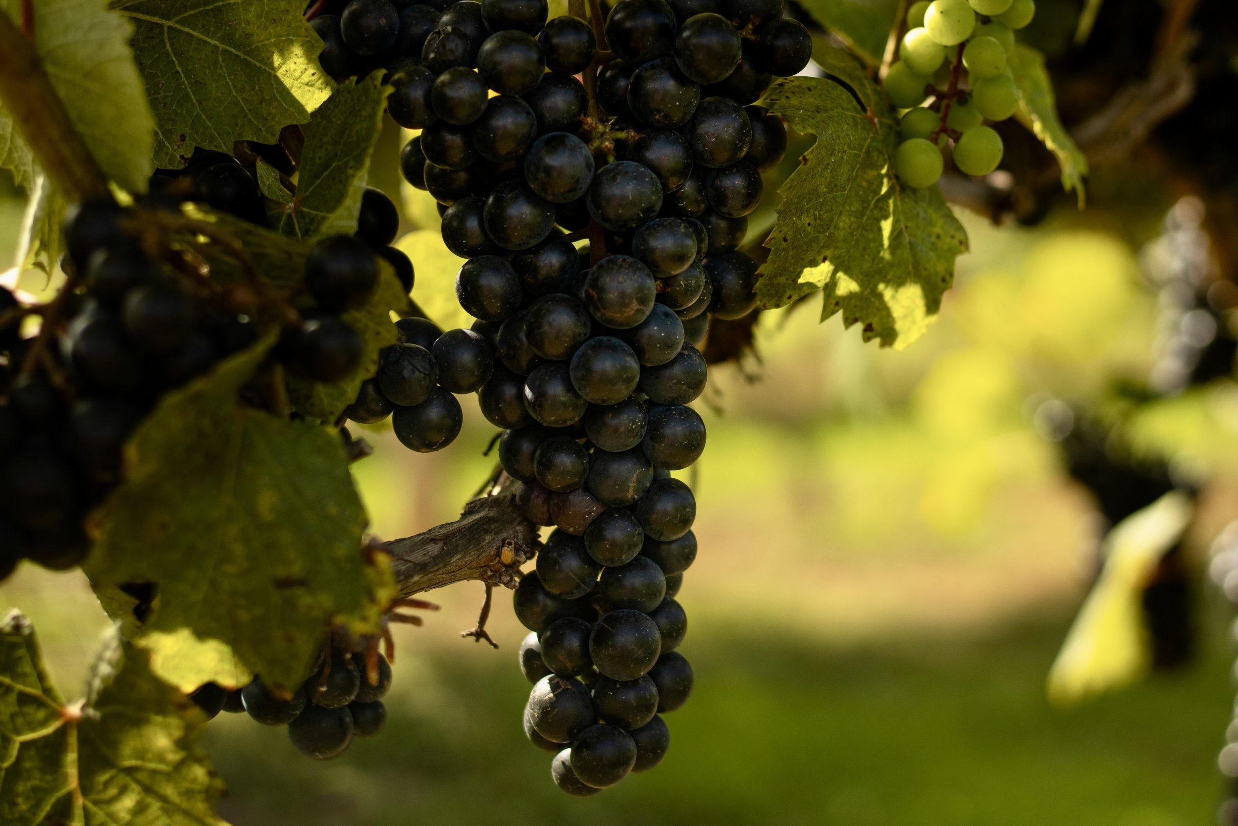 Vendemmia - Sept 5-6
