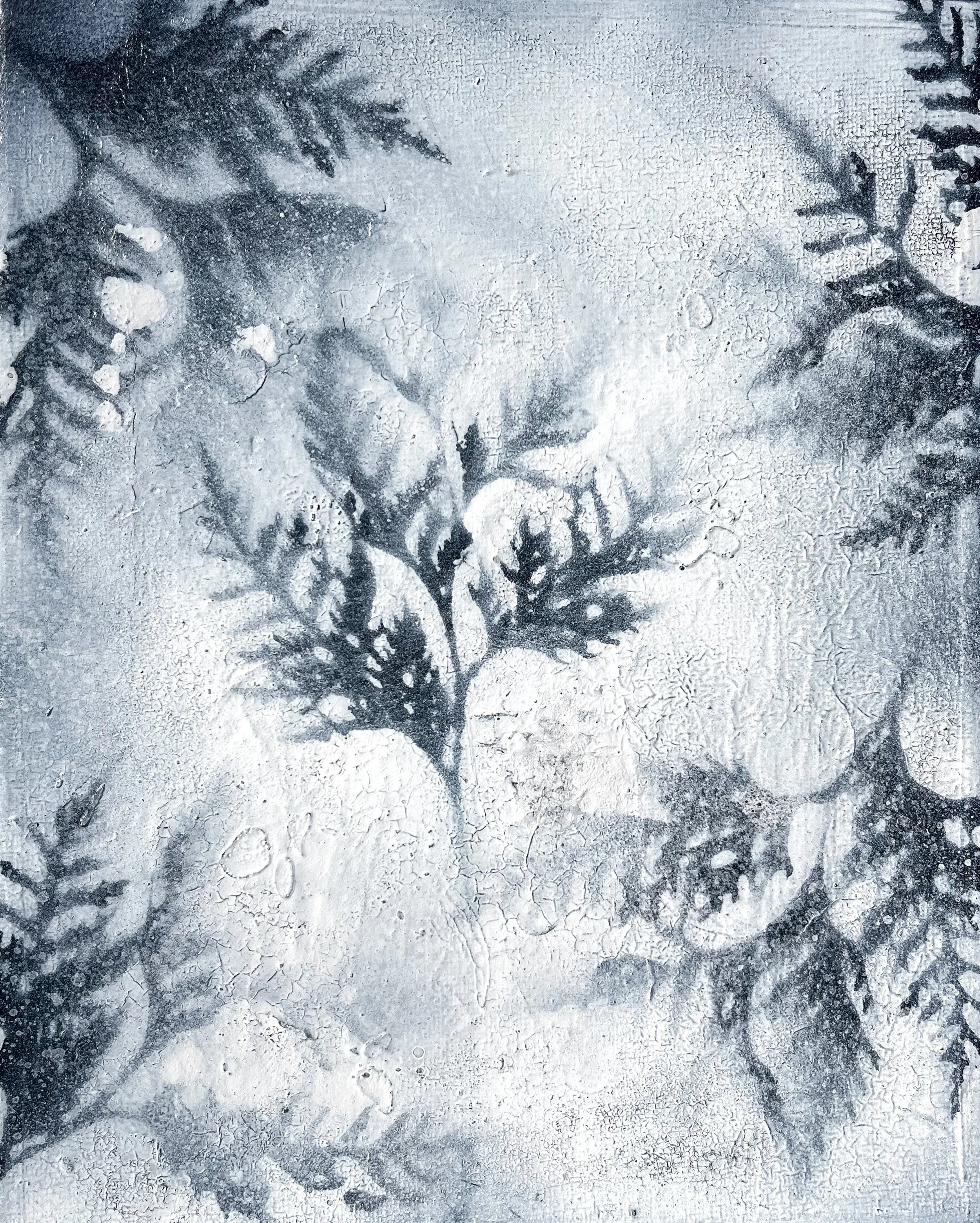 Cedar-Illuminations.jpg
