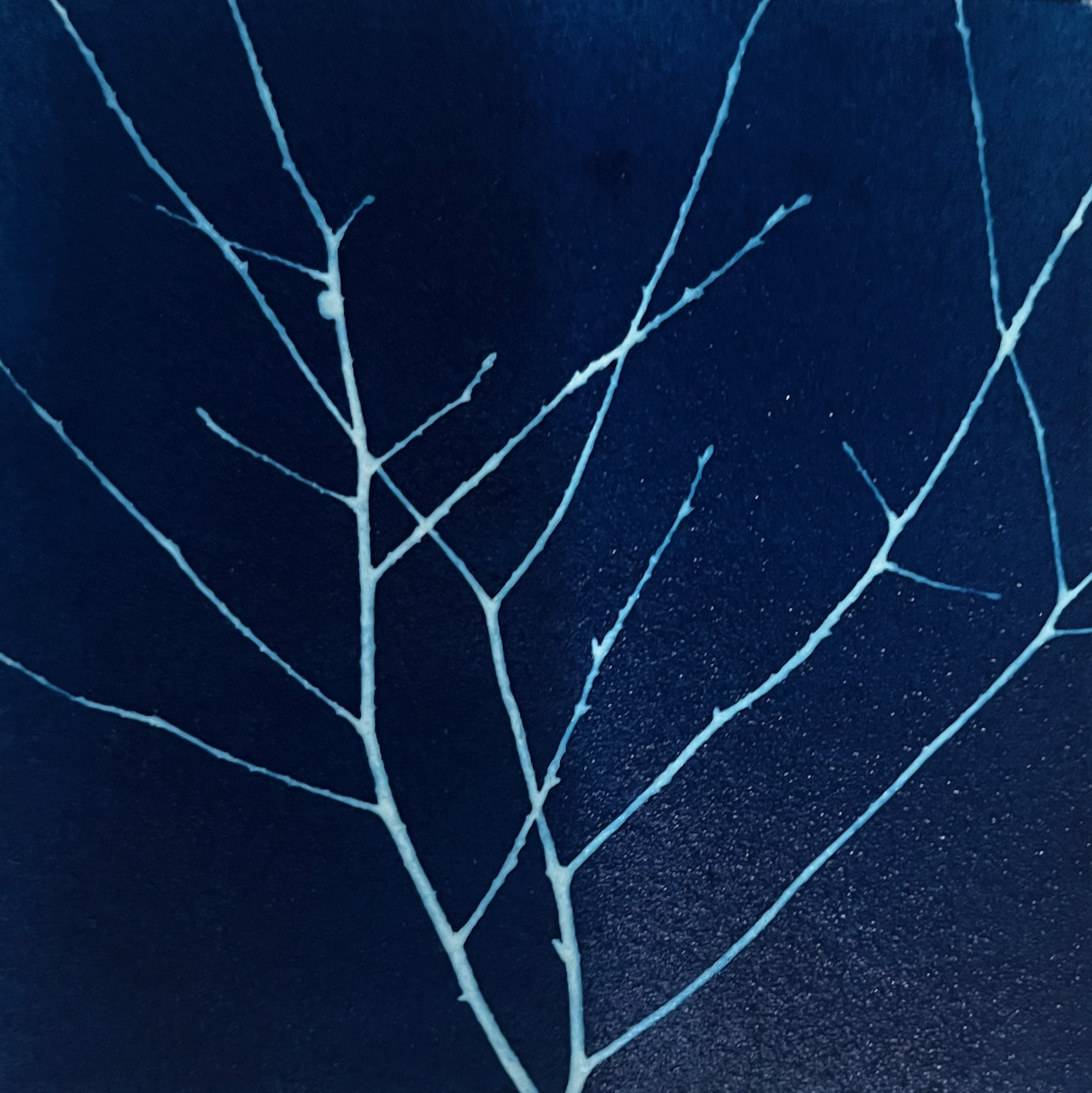 alex-jutras-art_sprawling_cyanotype.png