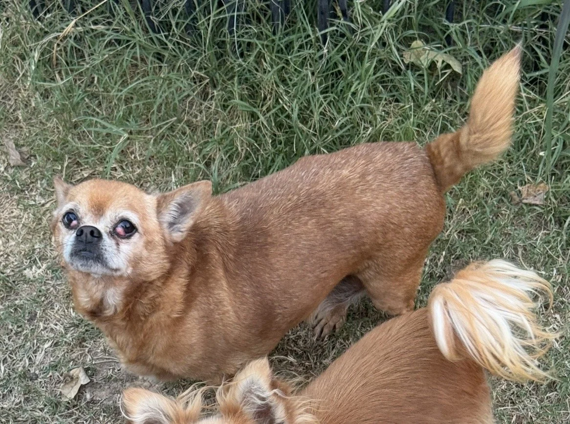 A small brown dog with a fluffy tail standing on grass and looking up.