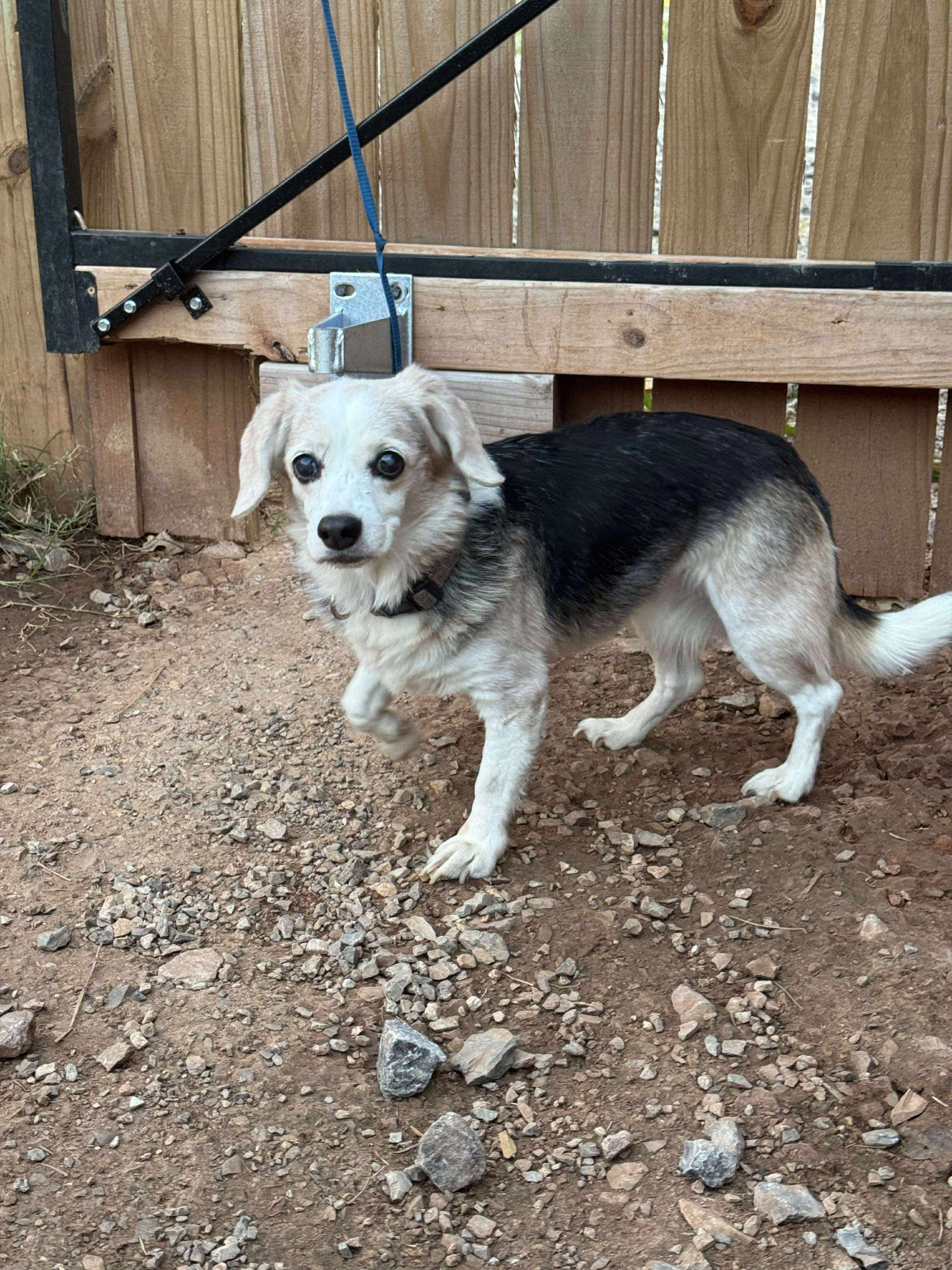 A small dog with light fur on its face and legs, black and tan fur on its back, standing on dirt ground in a backyard, near a wooden fence and a metal gate.