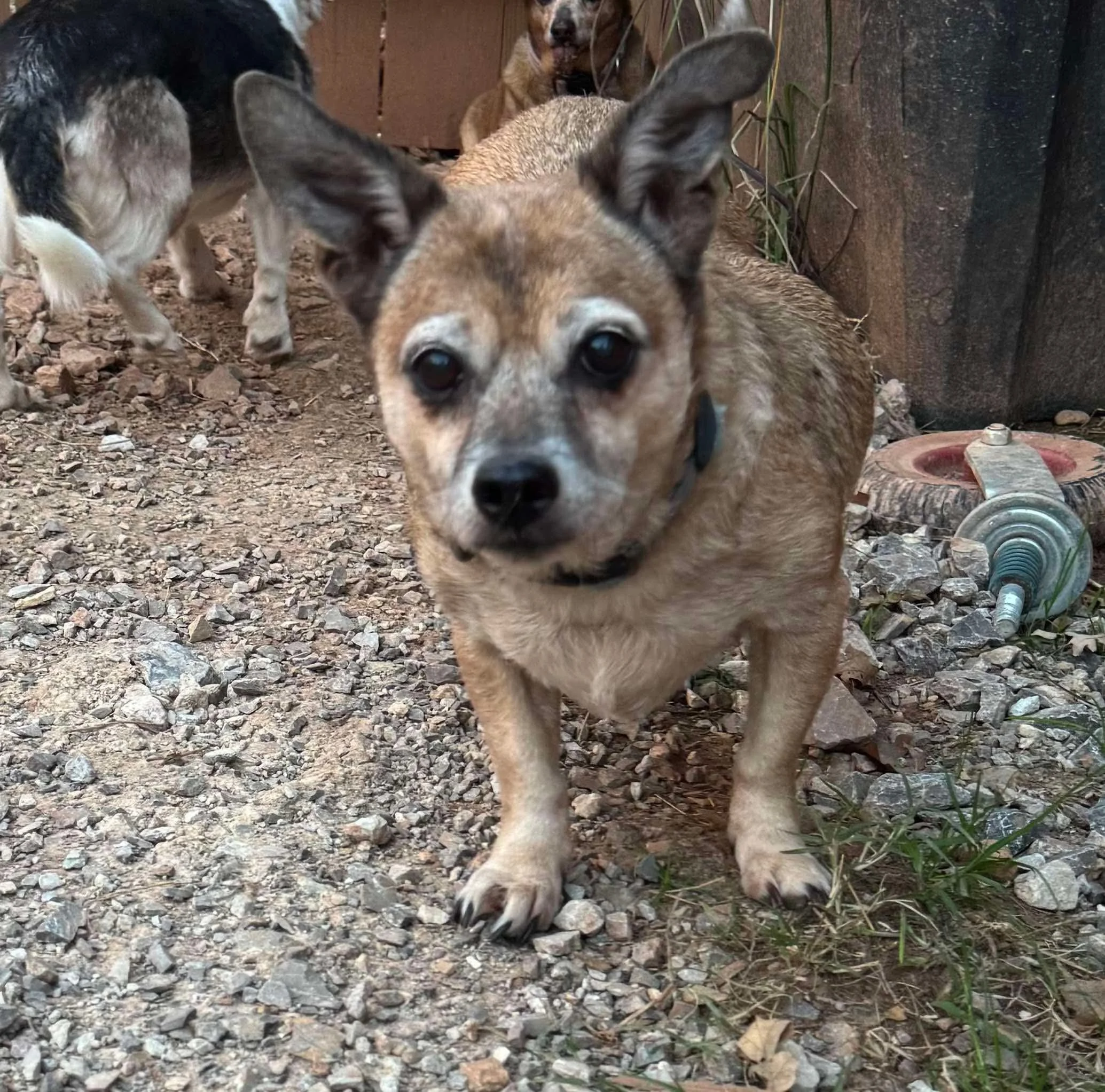 A small brown dog with perky ears and a black collar standing outdoors on a gravelly surface, with other dogs in the background.