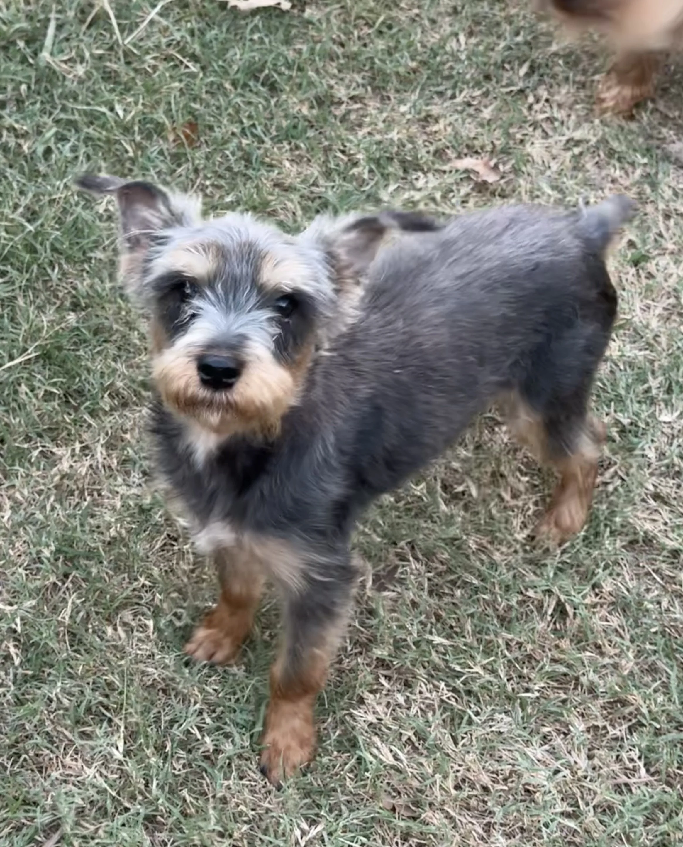 A small dog with a black, gray, and tan coat standing on grass and looking at the camera.