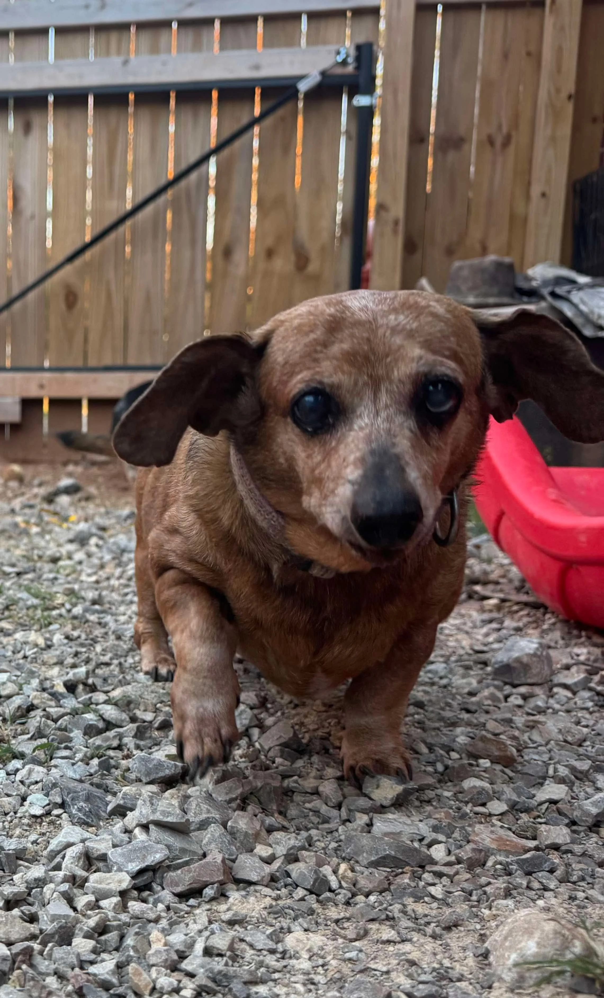 Small brown dachshund mixture with floppy ears standing on gravel yard, with a wooden fence and red plastic sandbox in the background.