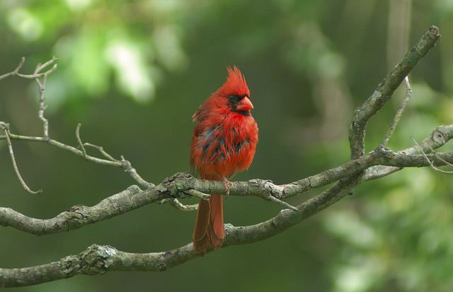 Cardinal1crpdsig.jpg