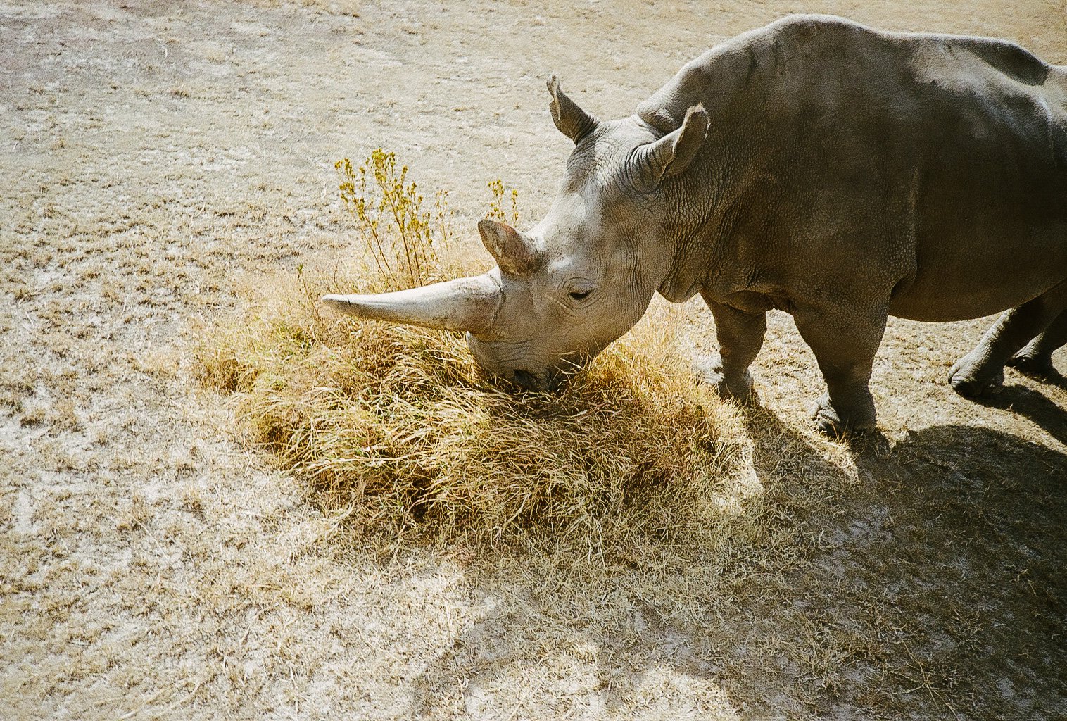 The Last Two Northern White Rhino's | Ol Pejeta Conservancy, Kenya