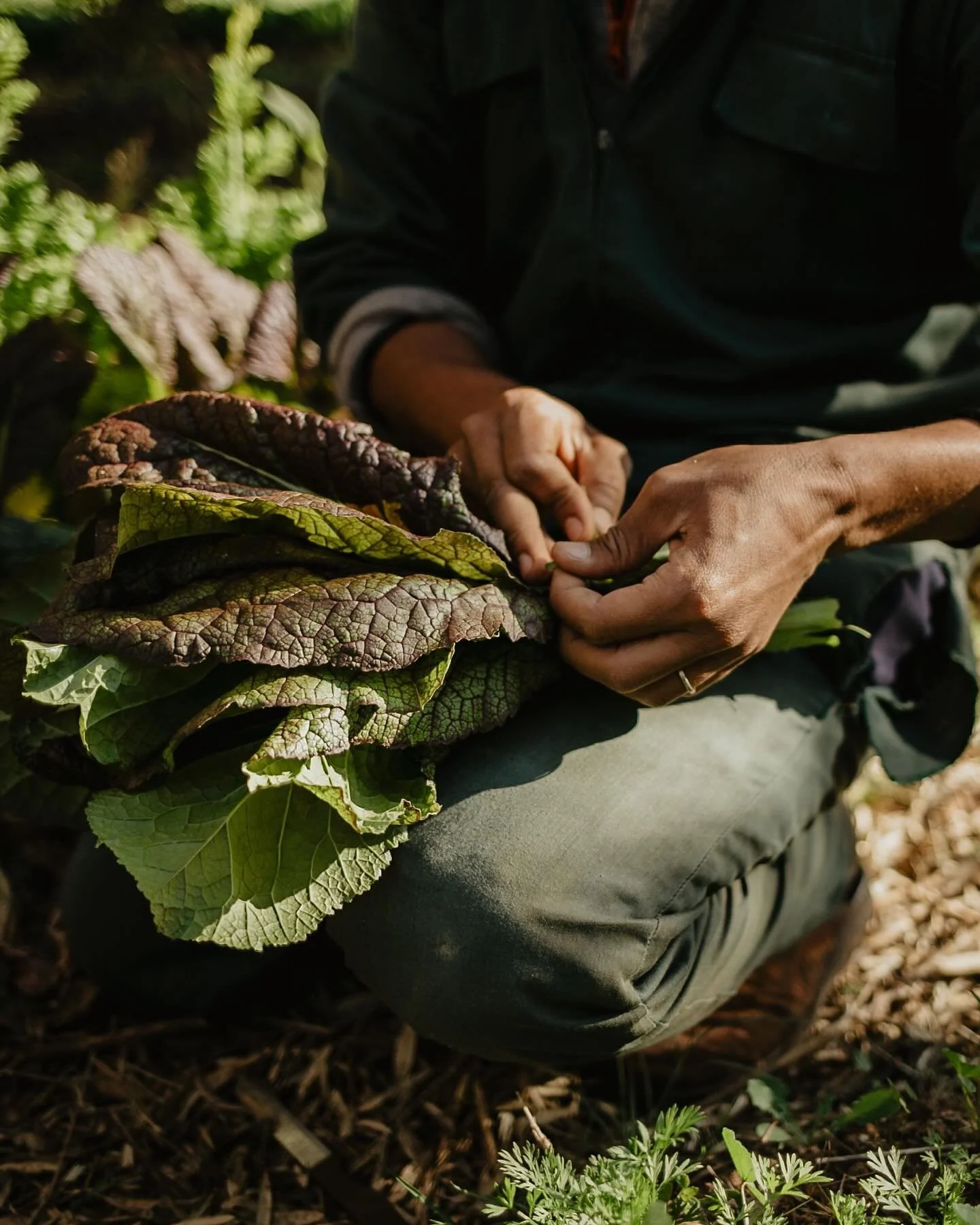 Scenes while walking around observing the workings of the biodynamic farm @sanctuaryslimane Morning harvests for the local restaurant. Animals that nourish the soil. Preserving of abundance and seed saving for following seasons. Beehives in the olive