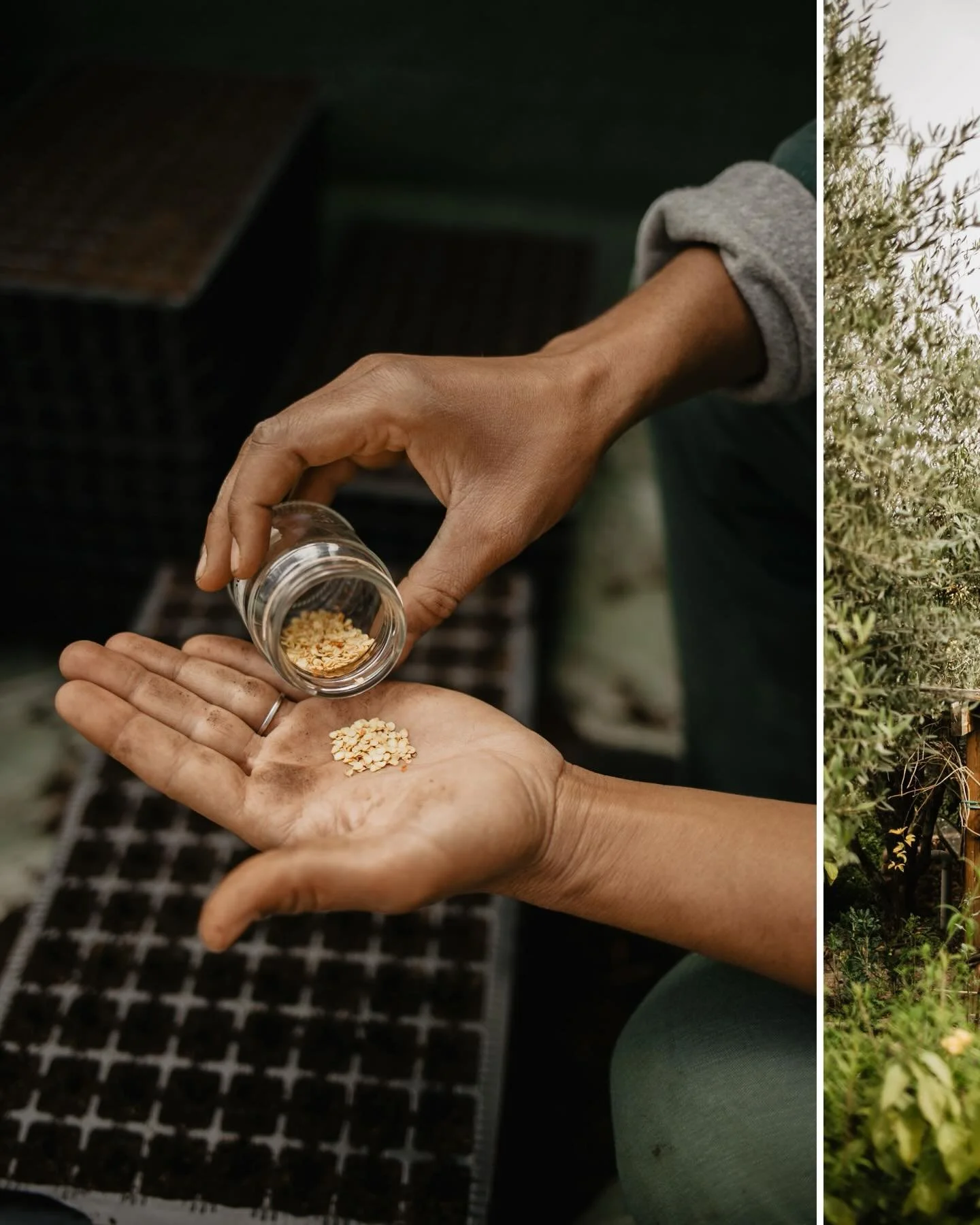 Witnessing the age-old ritual of seed saving in practice at @sanctuaryslimane last Spring ꩜