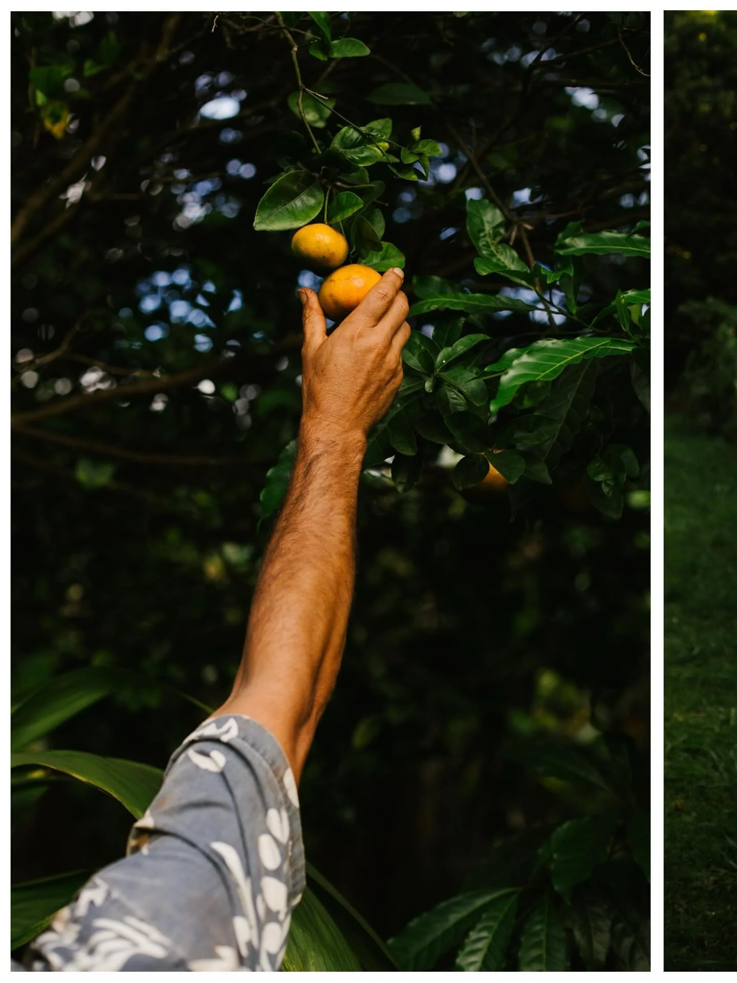 John hanging out and harvesting fruit in his backyard agroforest in lush Kaua&rsquo;i a few summers ago 🍊