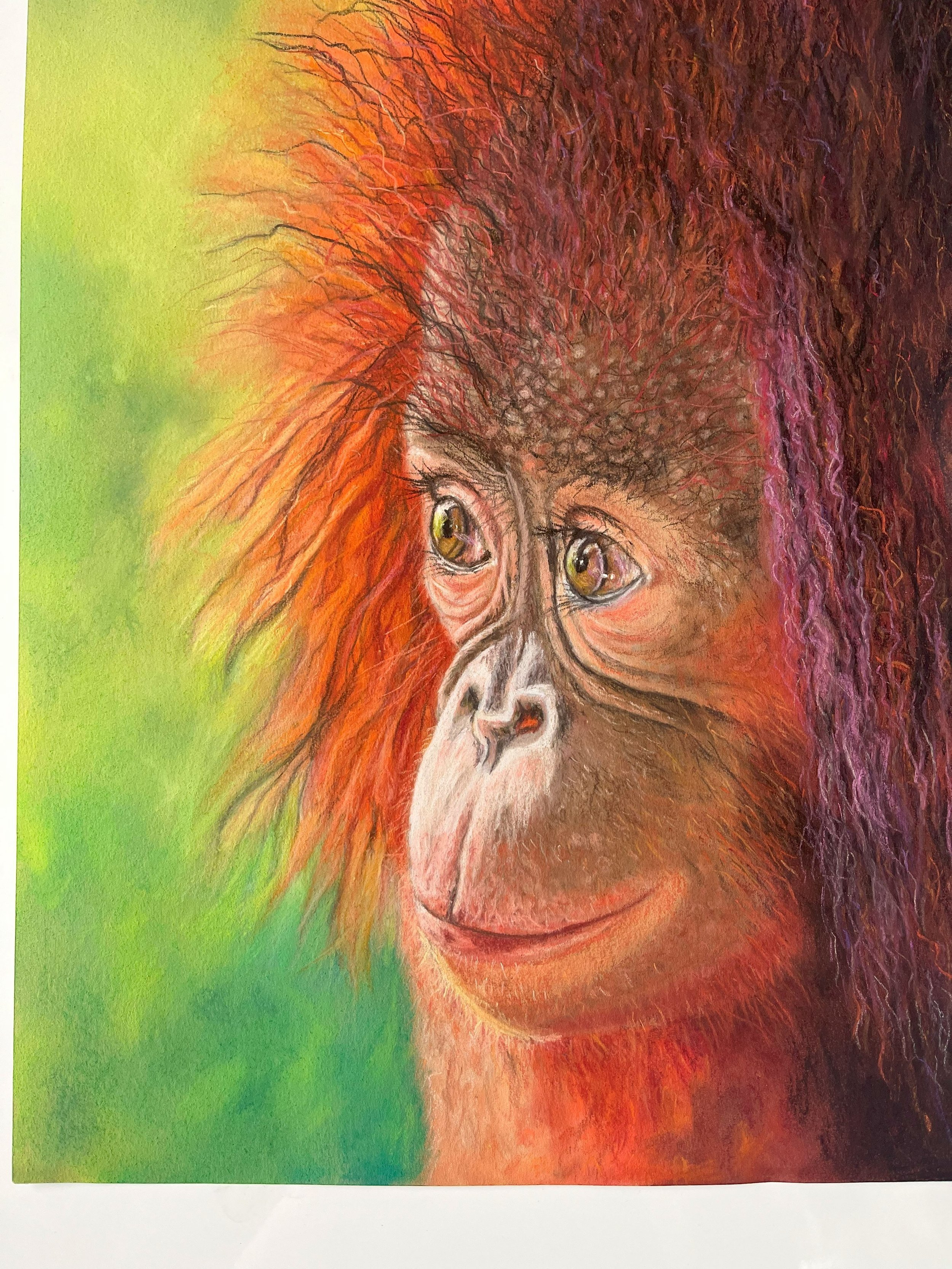 Baby Orangutan