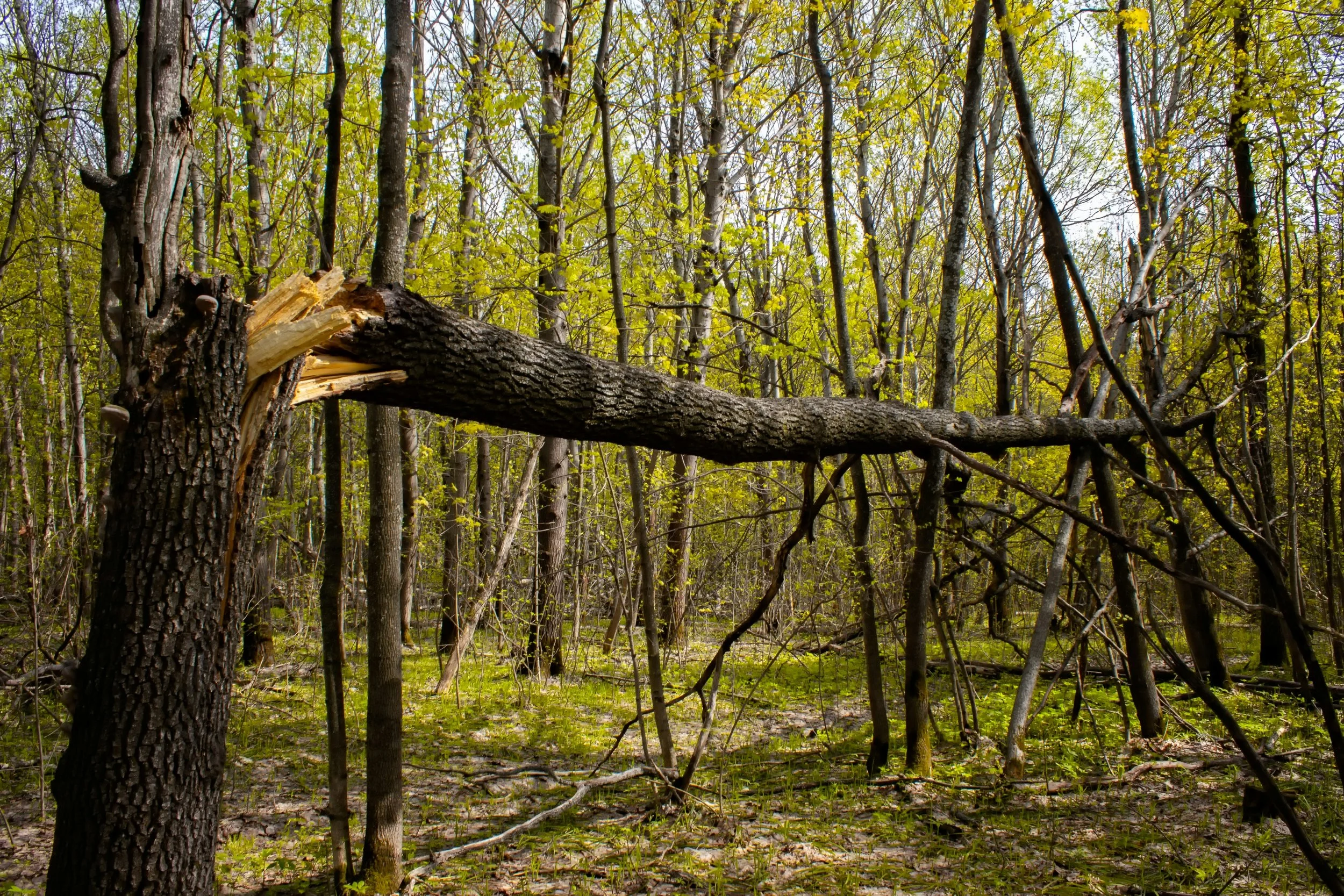 Broken tree trunk